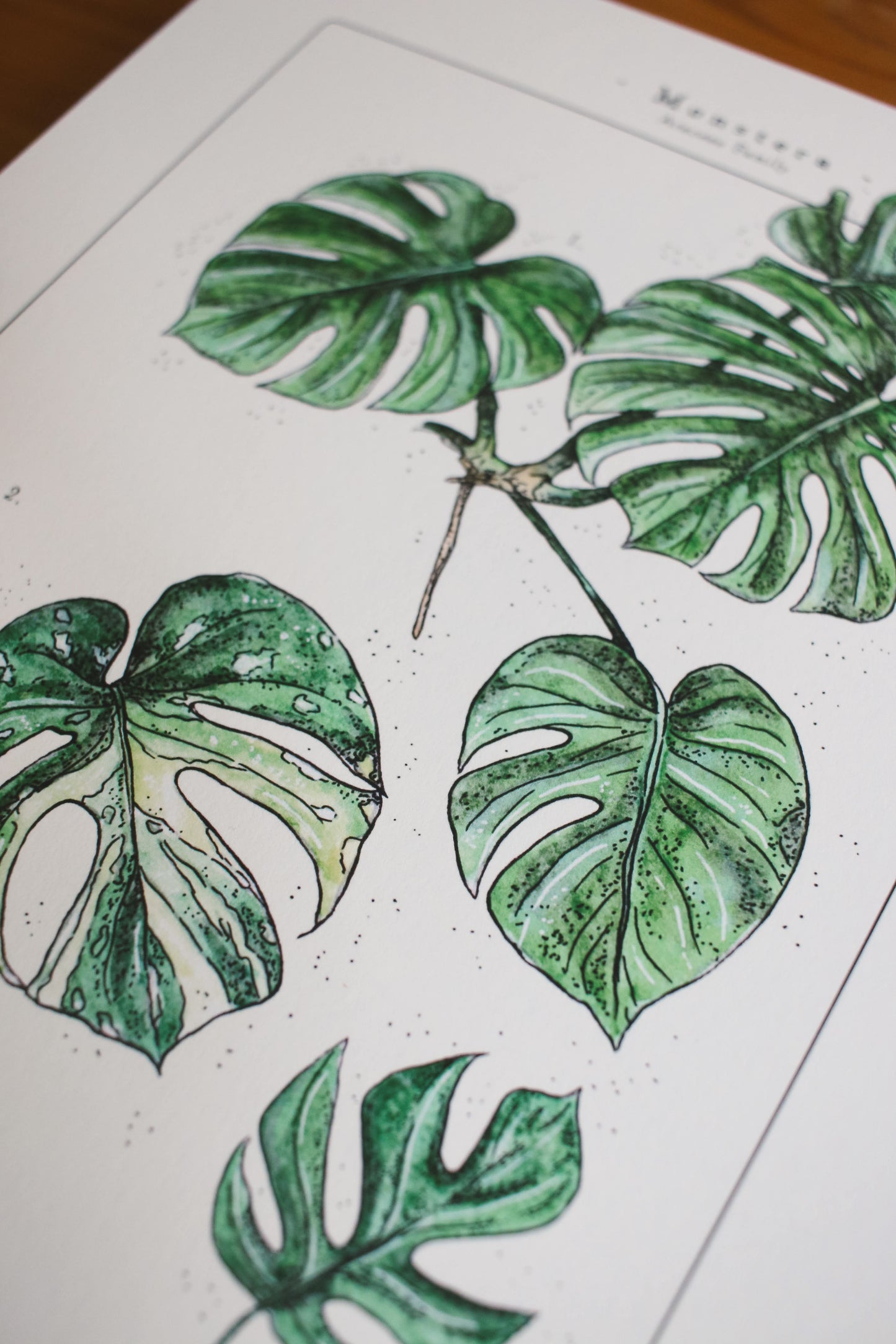 Monstera Varieties - Houseplant Infographic