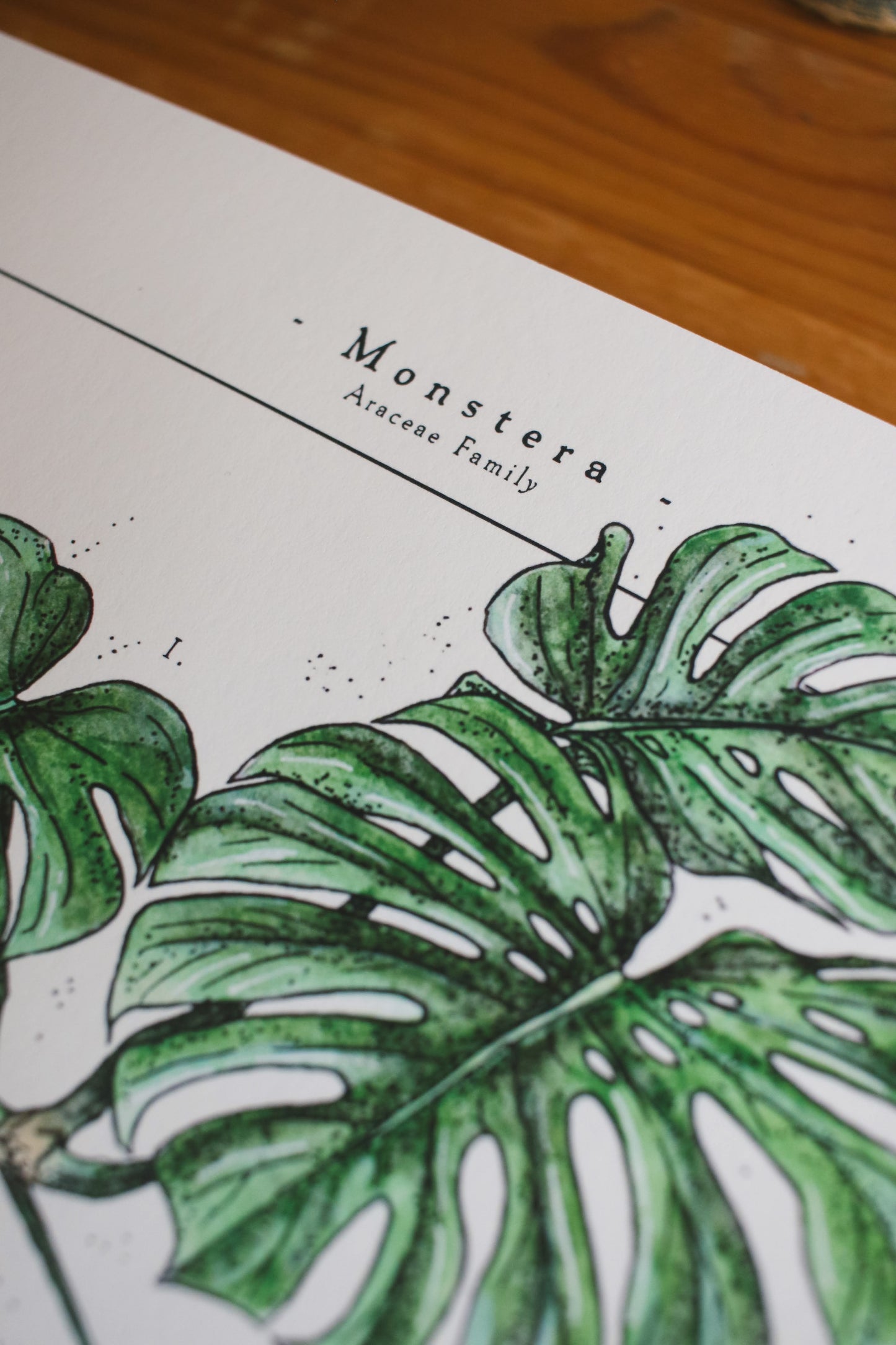 Monstera Varieties - Houseplant Infographic