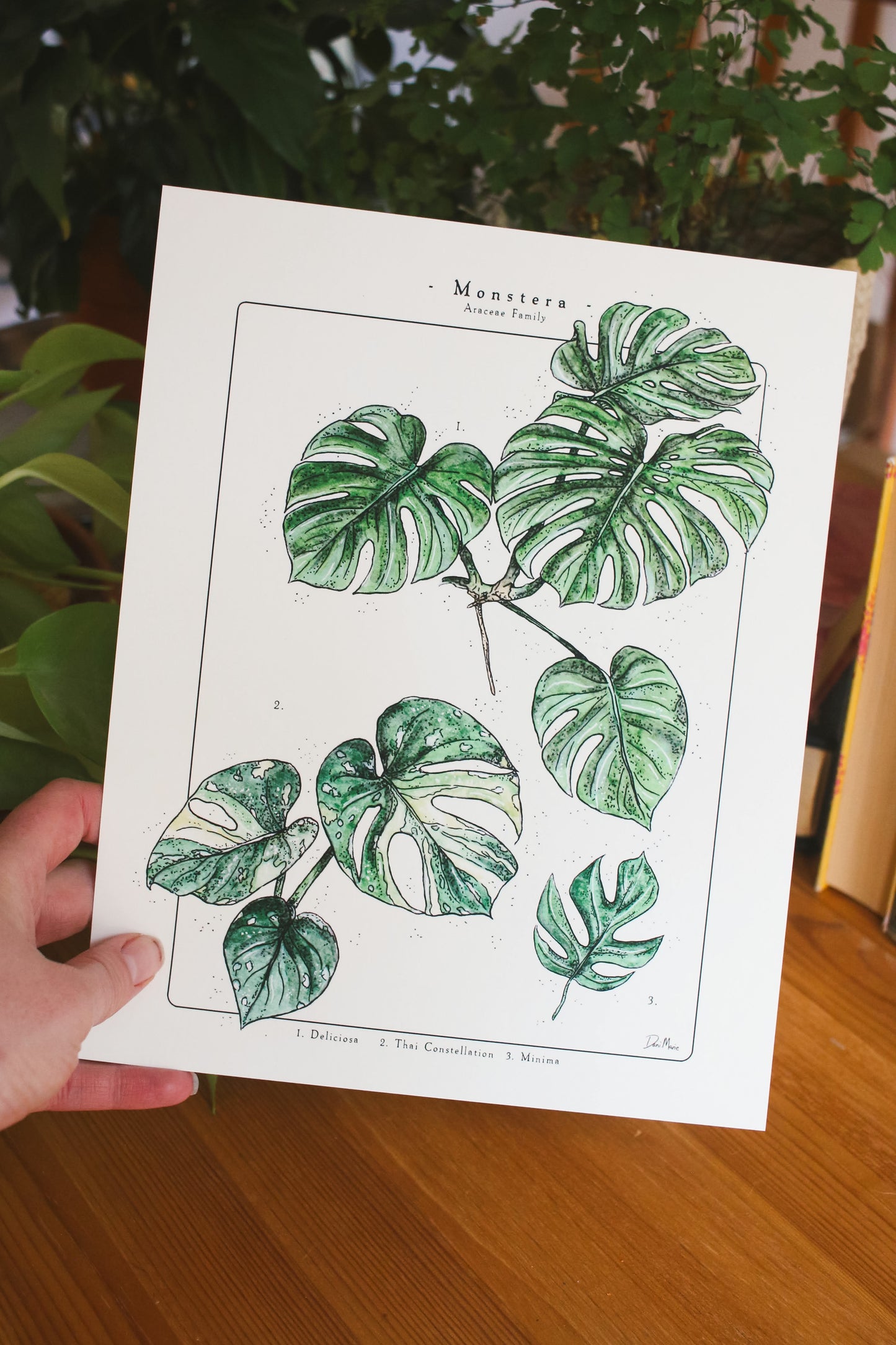 Monstera Varieties - Houseplant Infographic