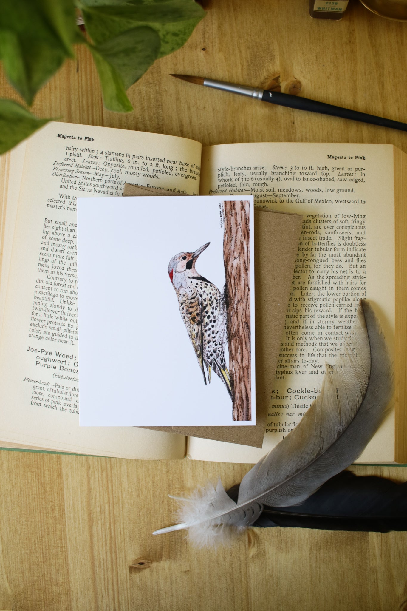 Northern Flicker - SMALL Greeting Card