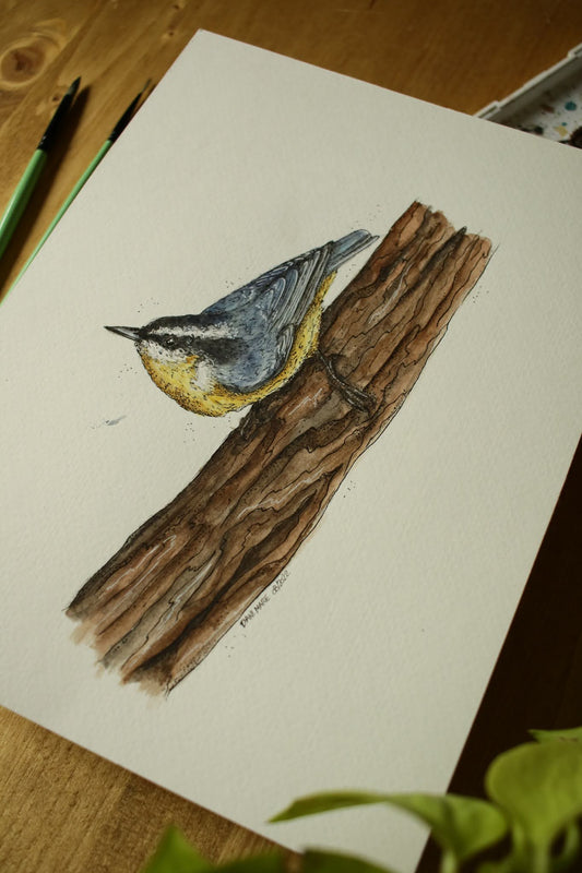 Red-breasted Nuthatch - Original Watercolour Painting