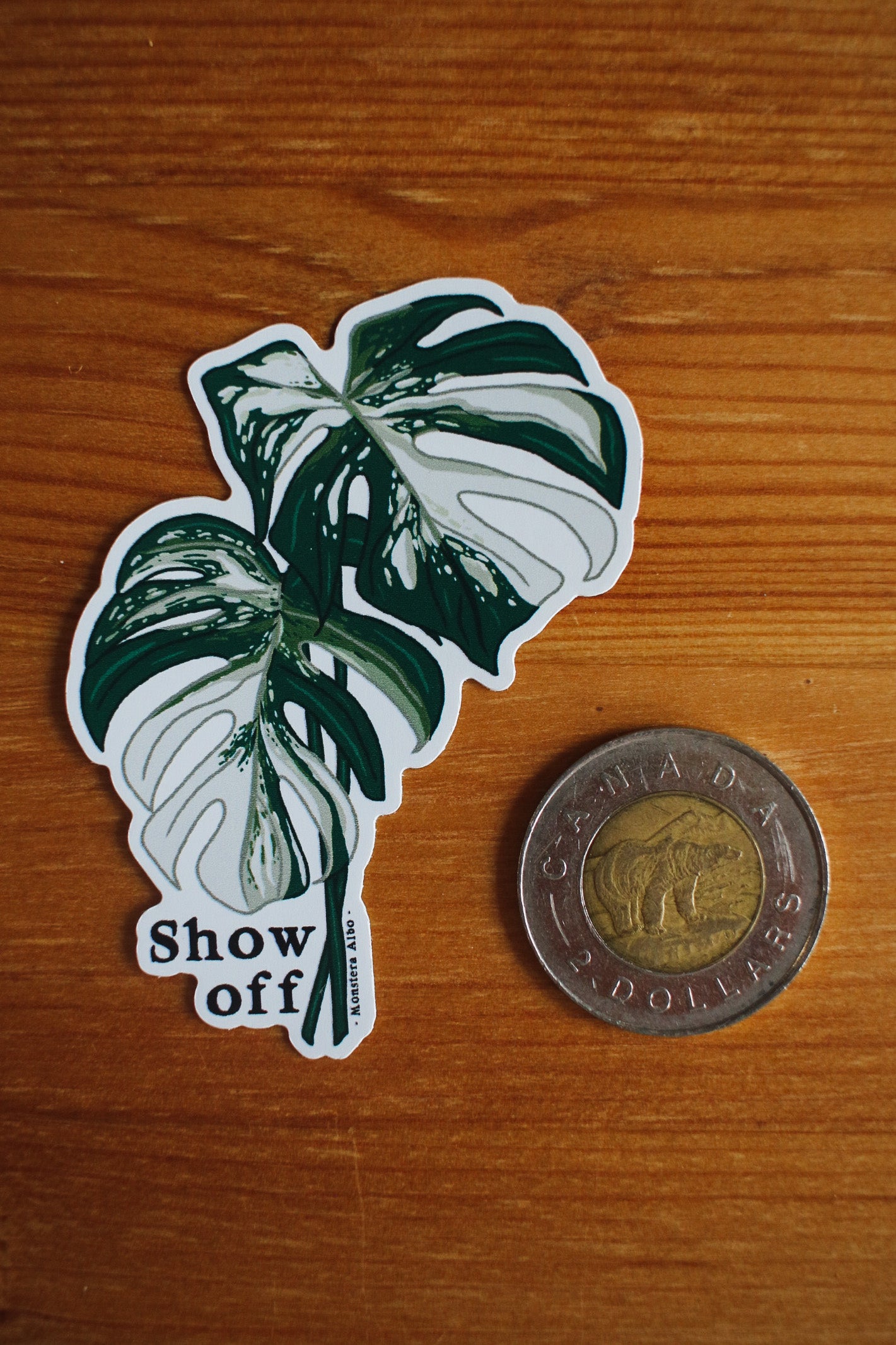 Show Off - Monstera Albo Plant Sticker