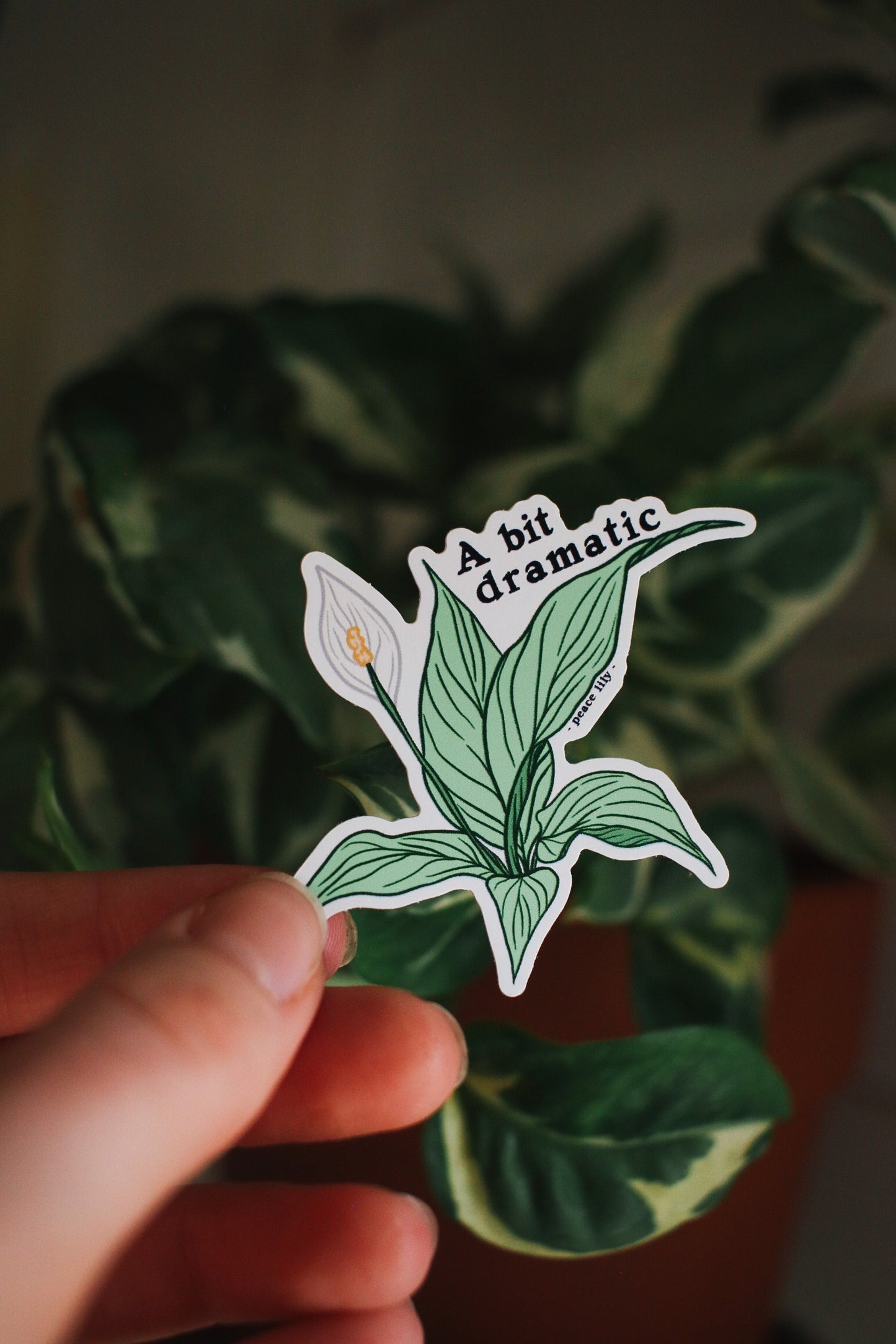 Peace Lily with words saying "a bit dramatic"
