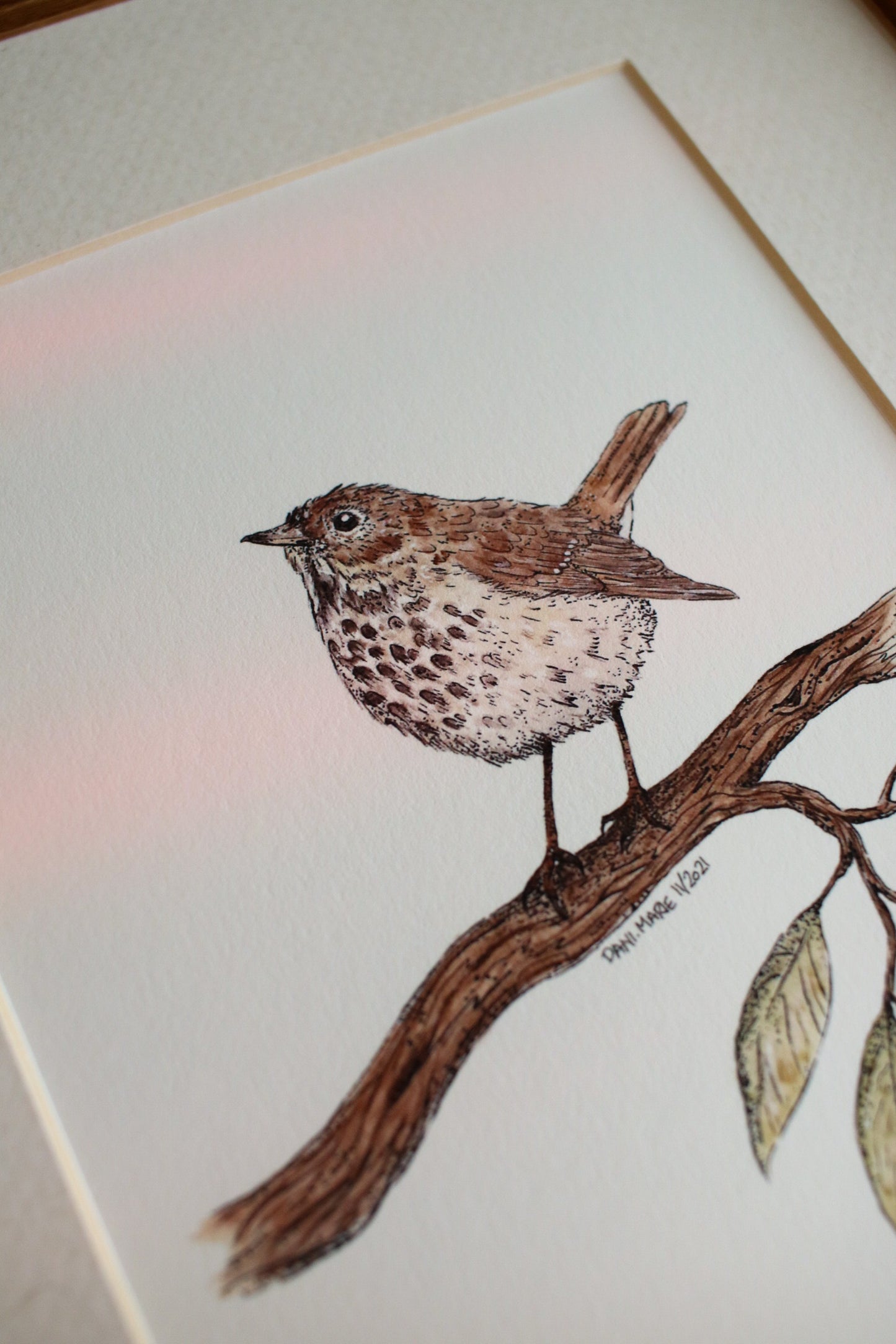 Hermit Thrush