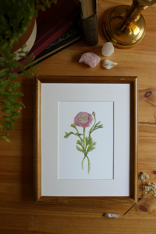 Ranunculus