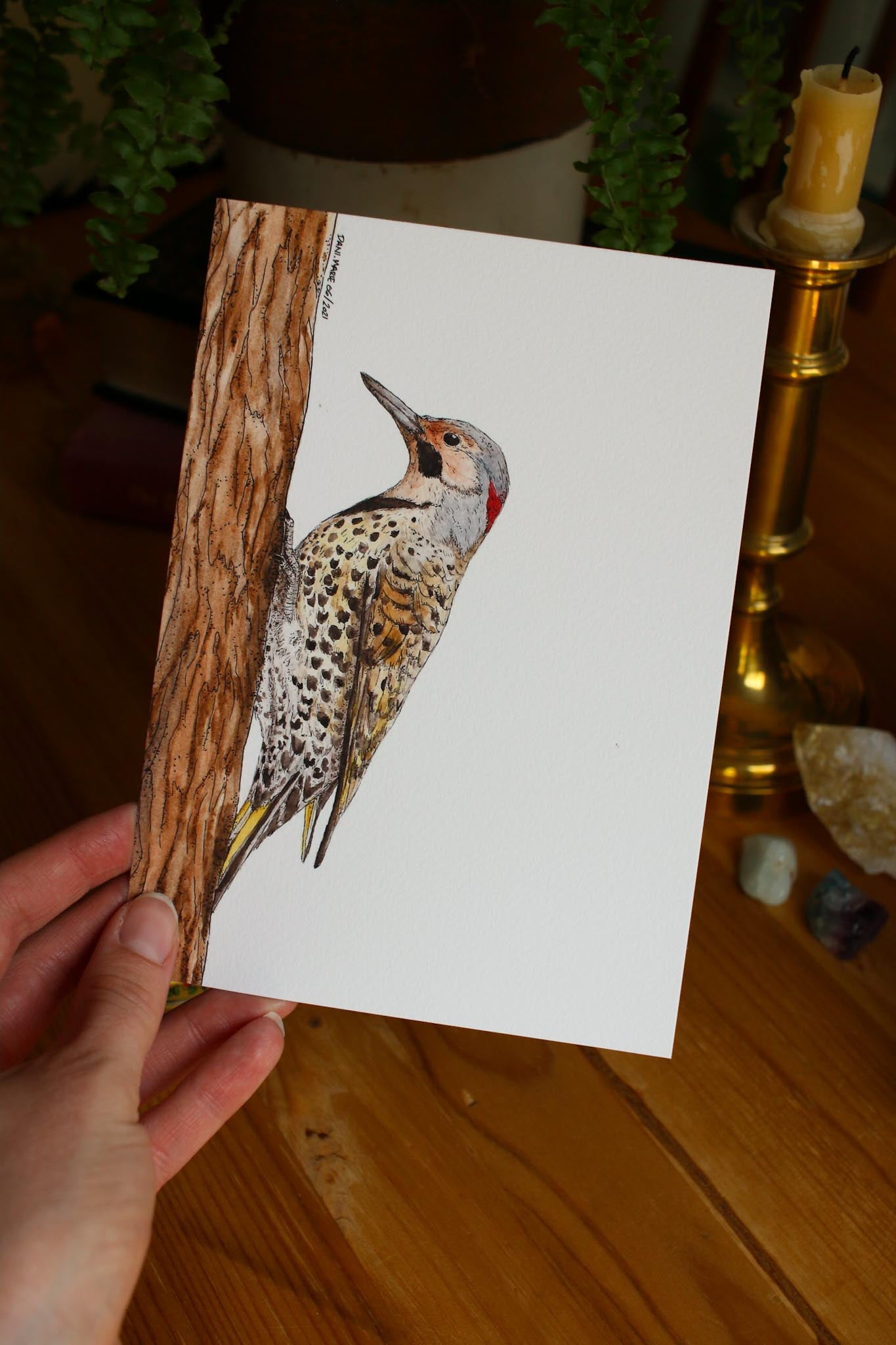 Northern Flicker - Male