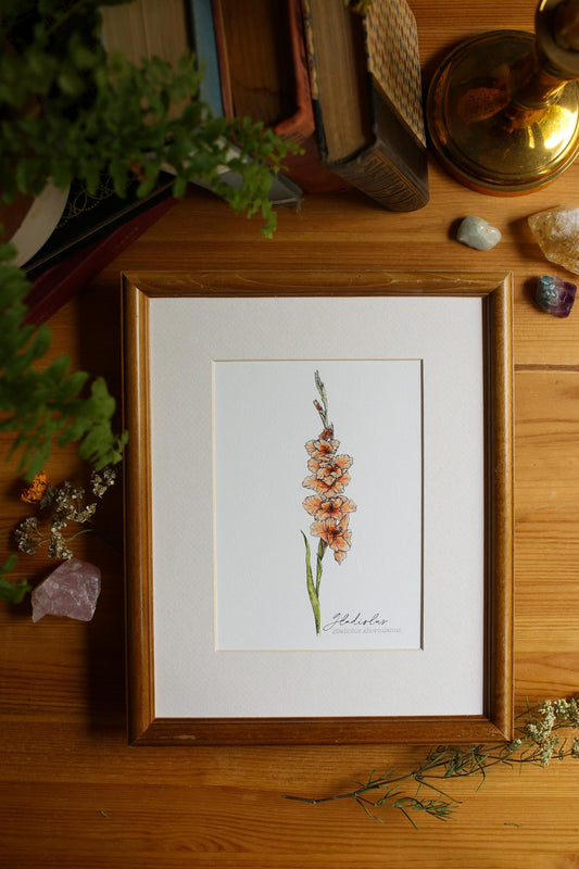 Gladiolus
