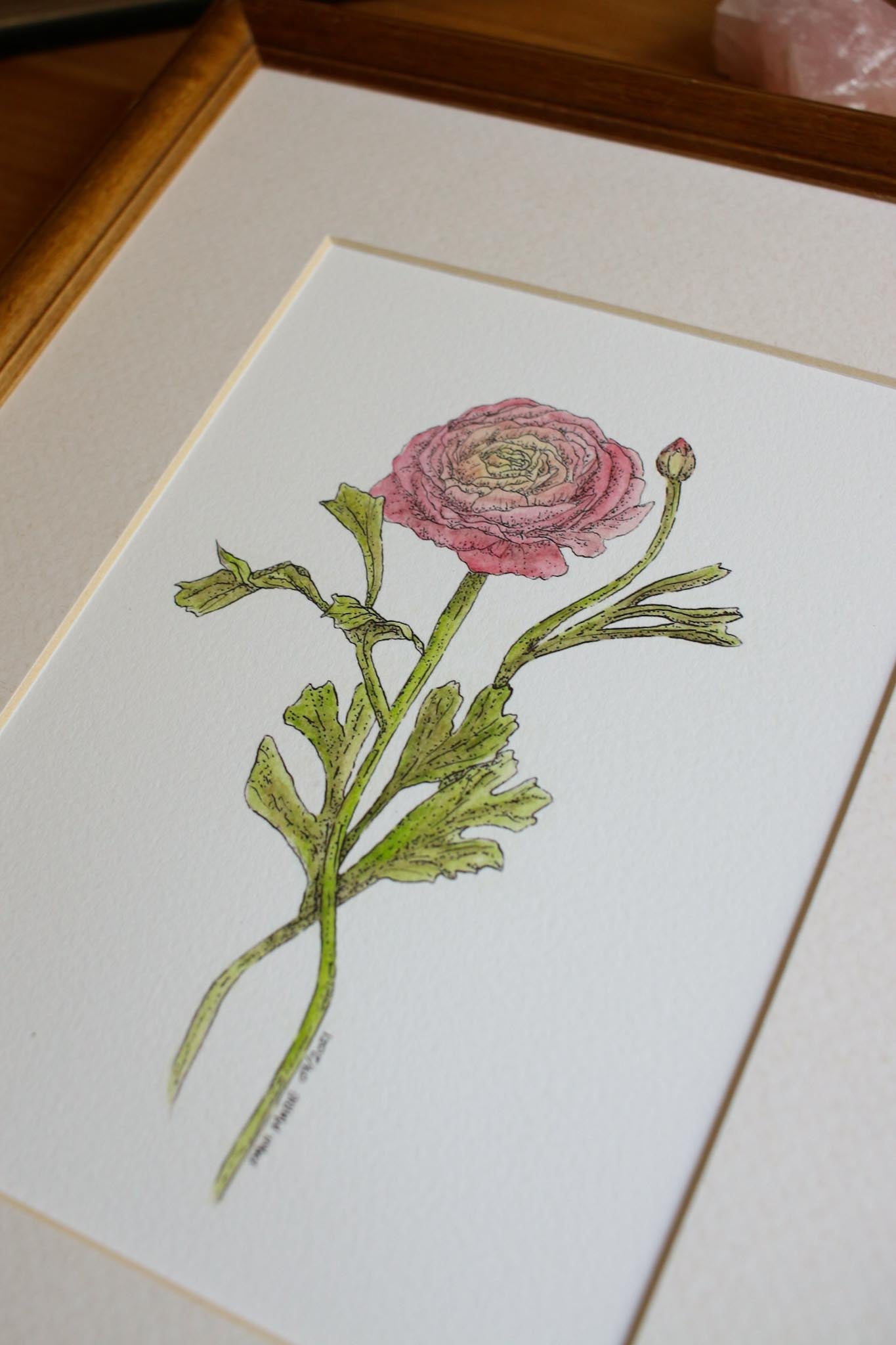 Ranunculus