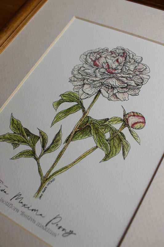 Peony Festiva Maxima