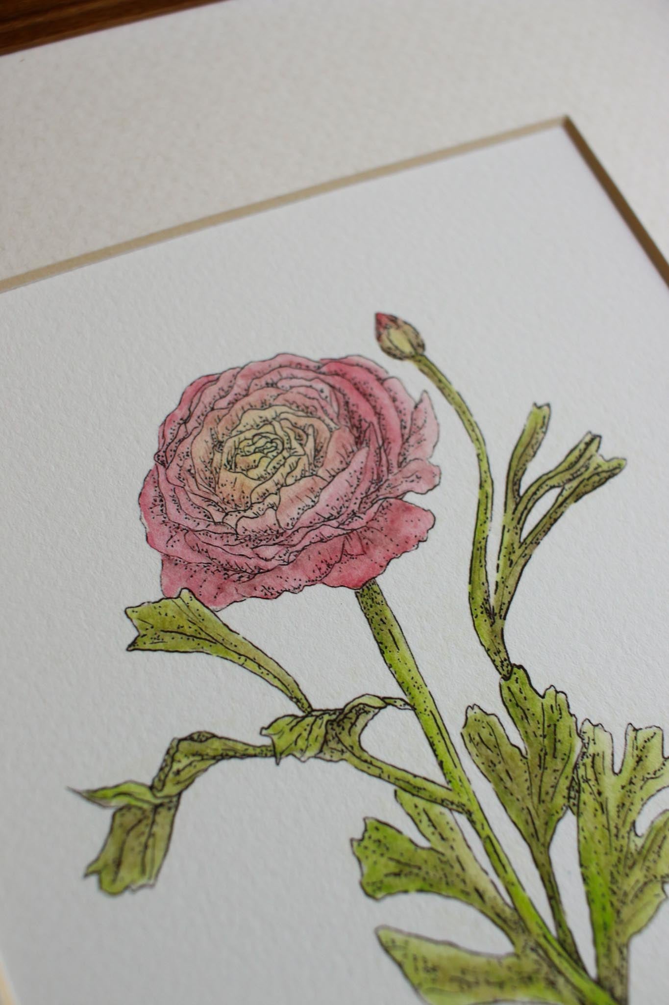Ranunculus