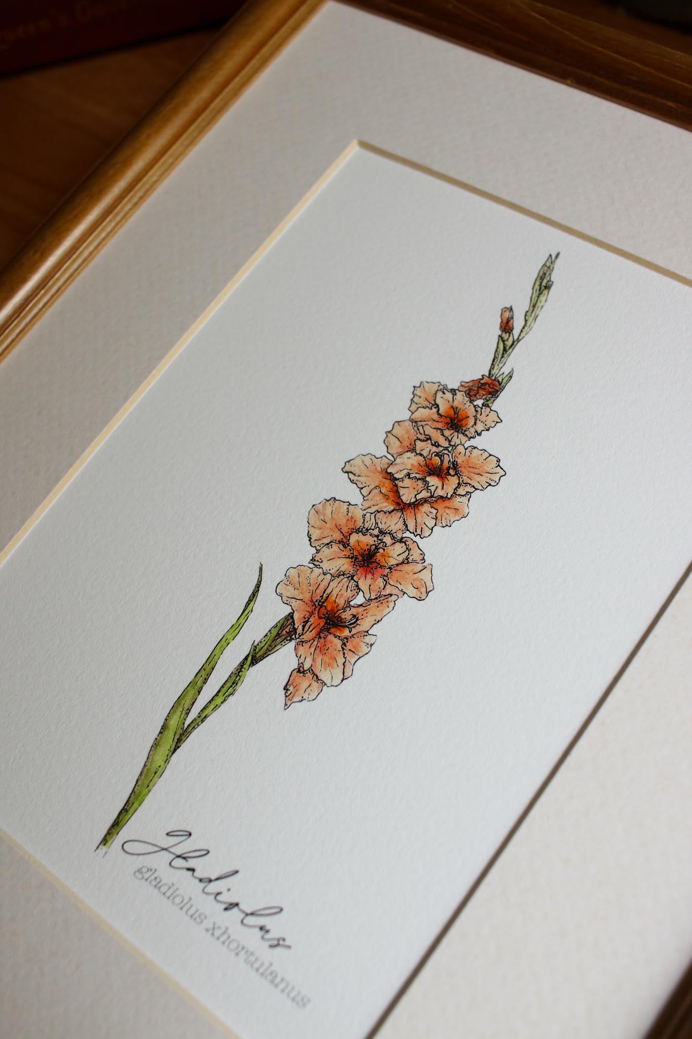 Gladiolus