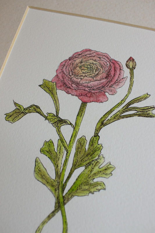 Ranunculus