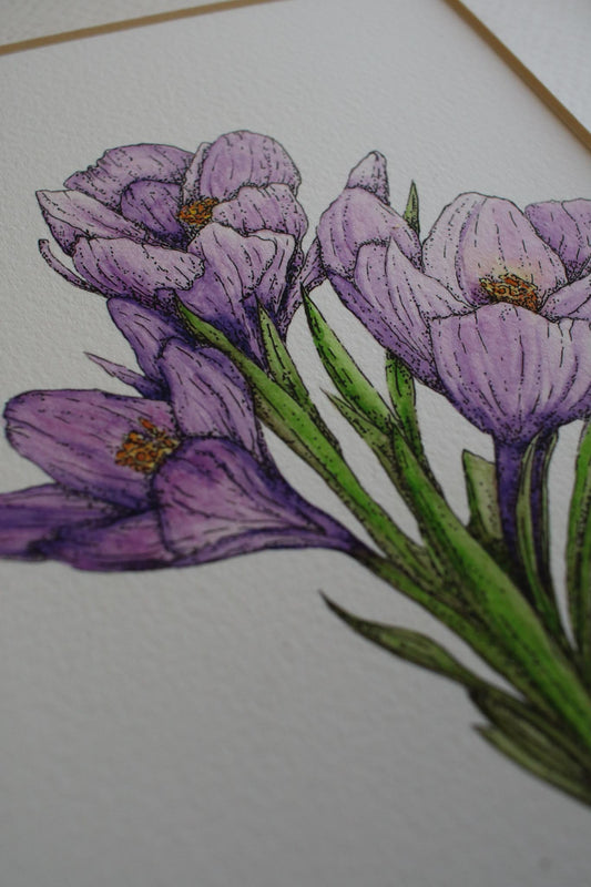 Springtime Crocus