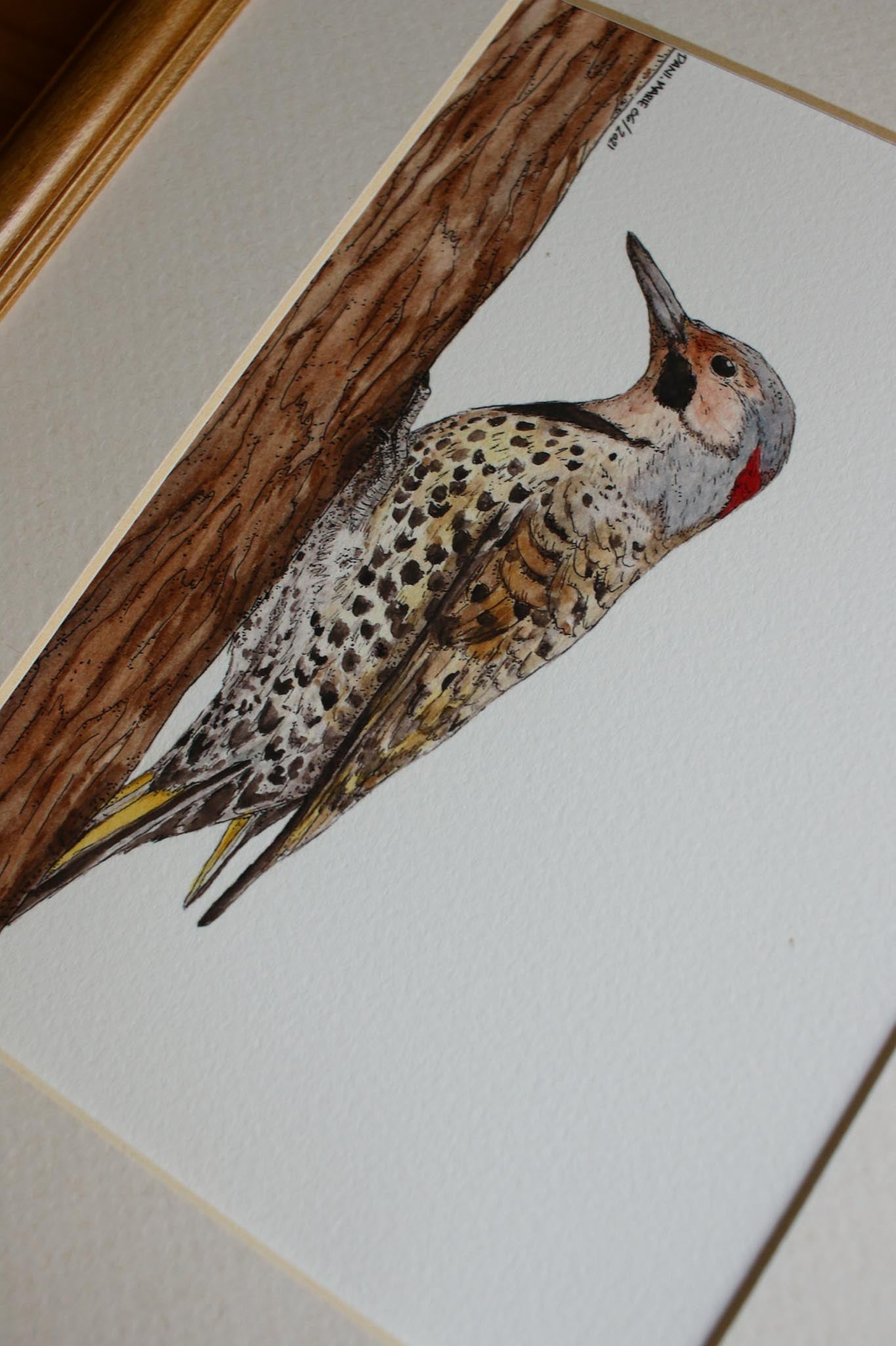 Northern Flicker - Male