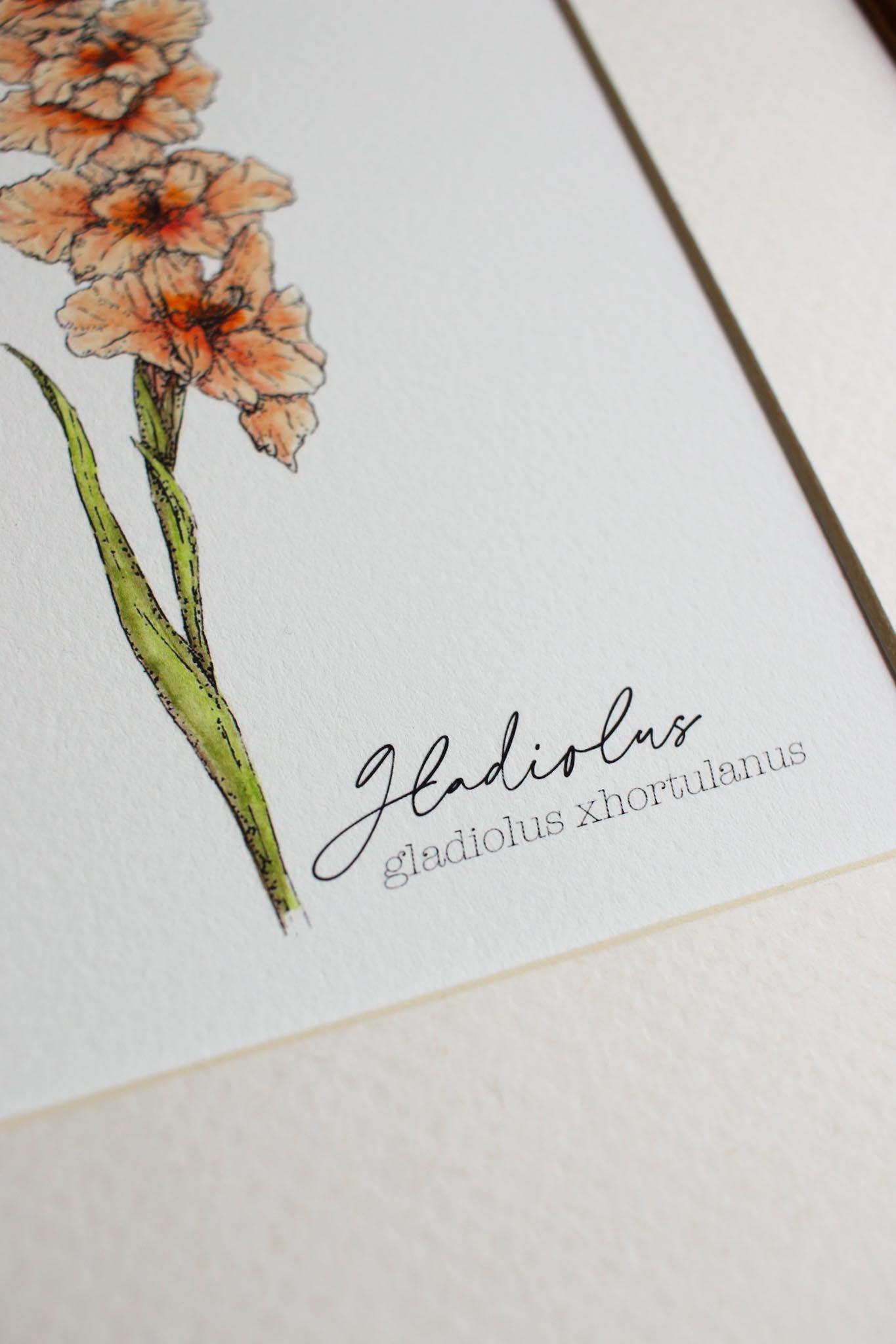 Gladiolus