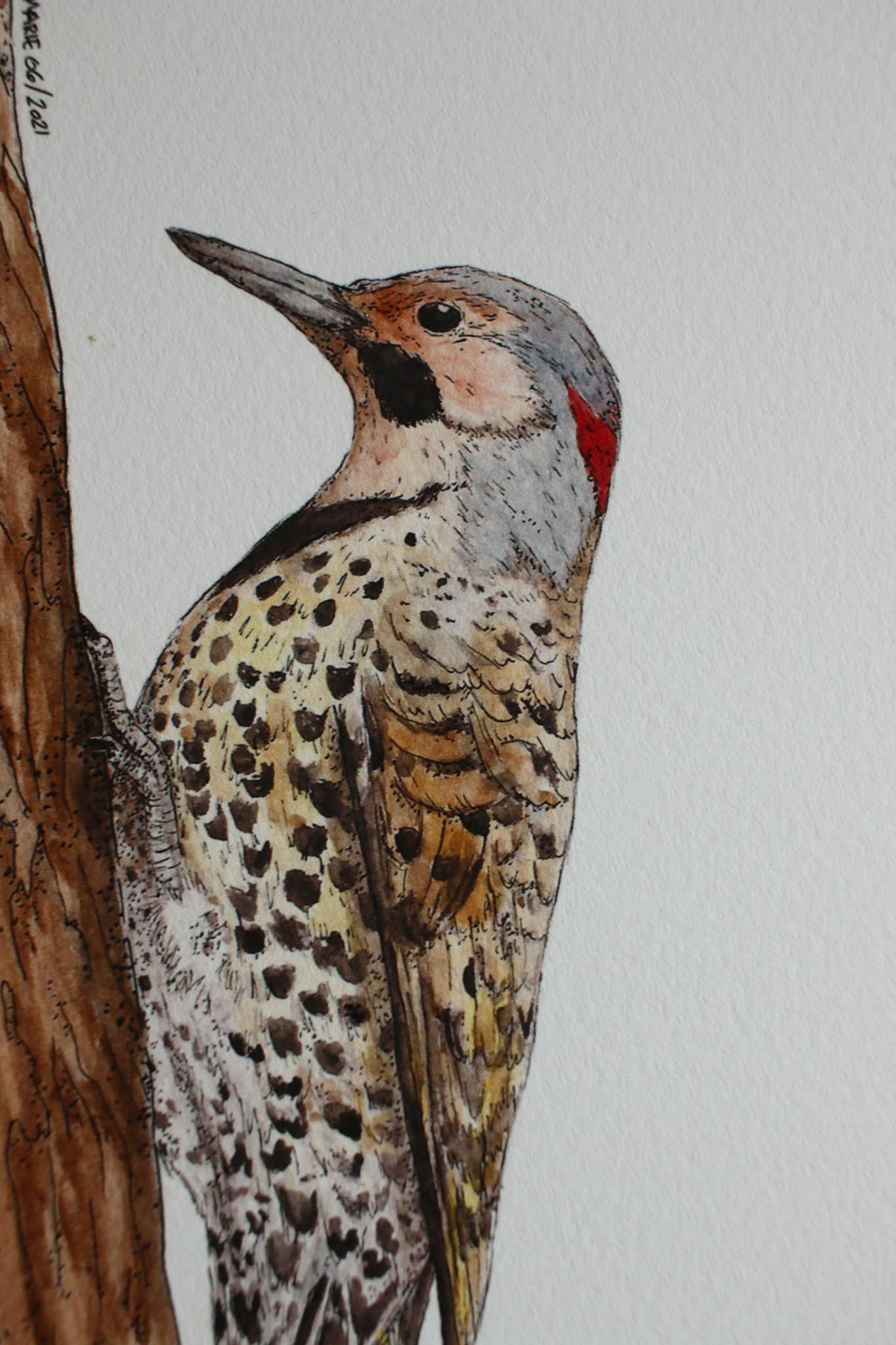 Northern Flicker - Male