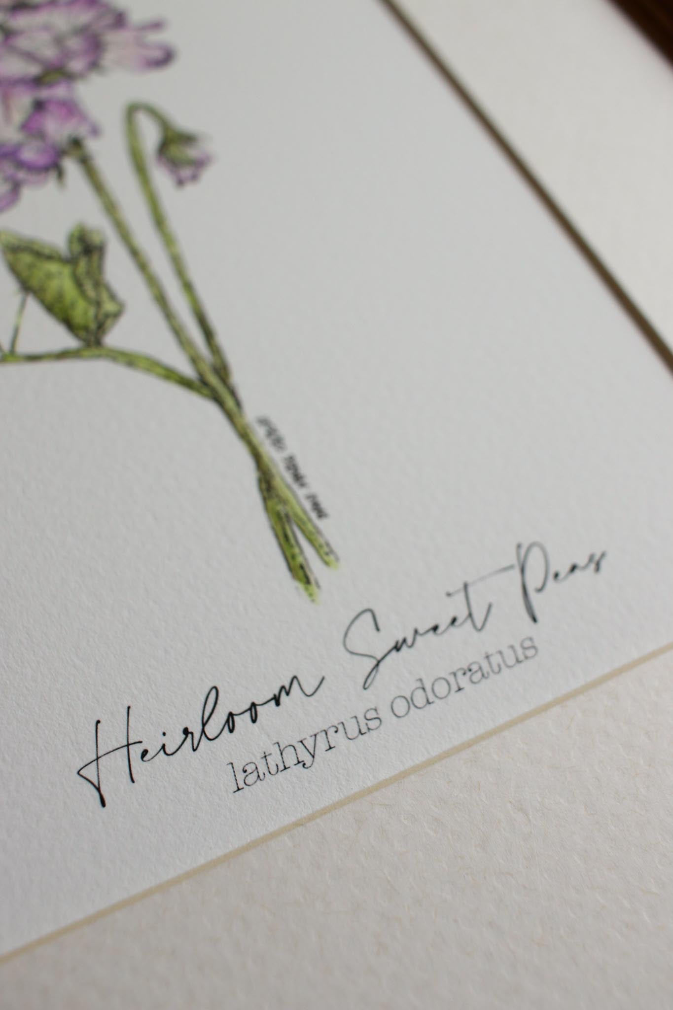 Heirloom Sweet Peas