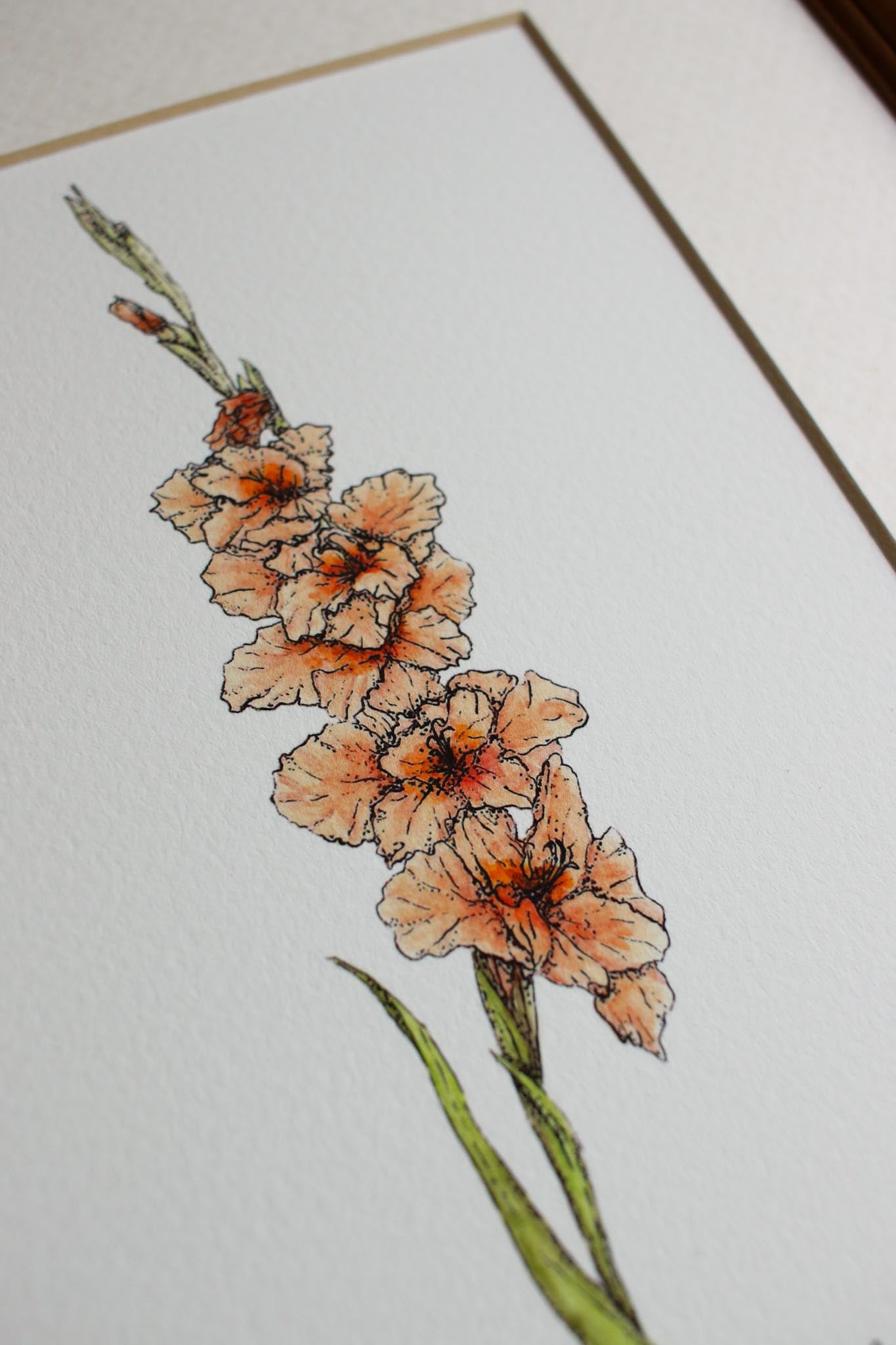 Gladiolus