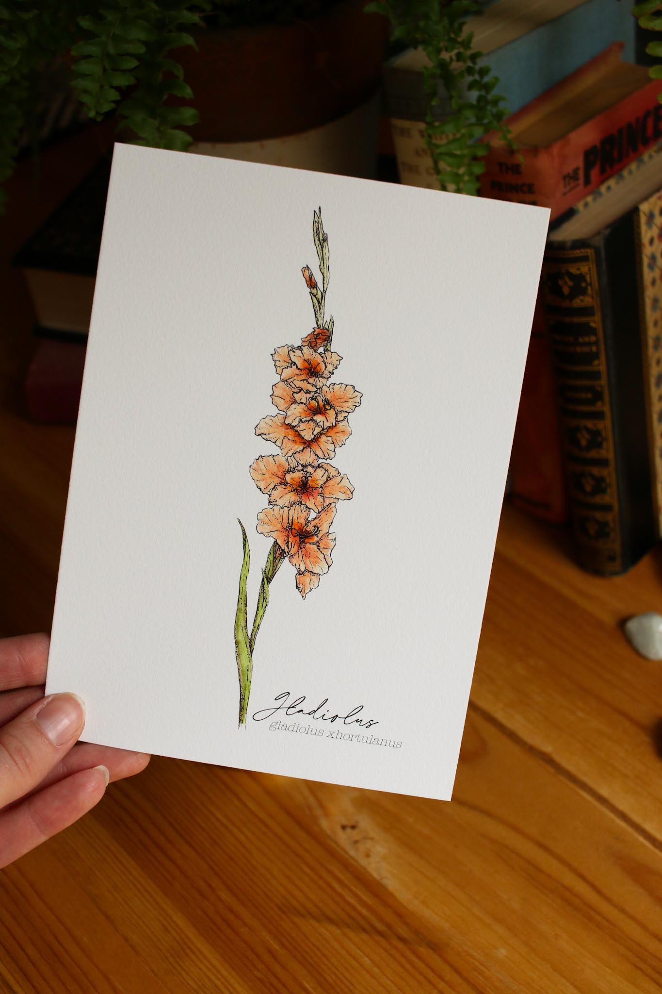 Gladiolus