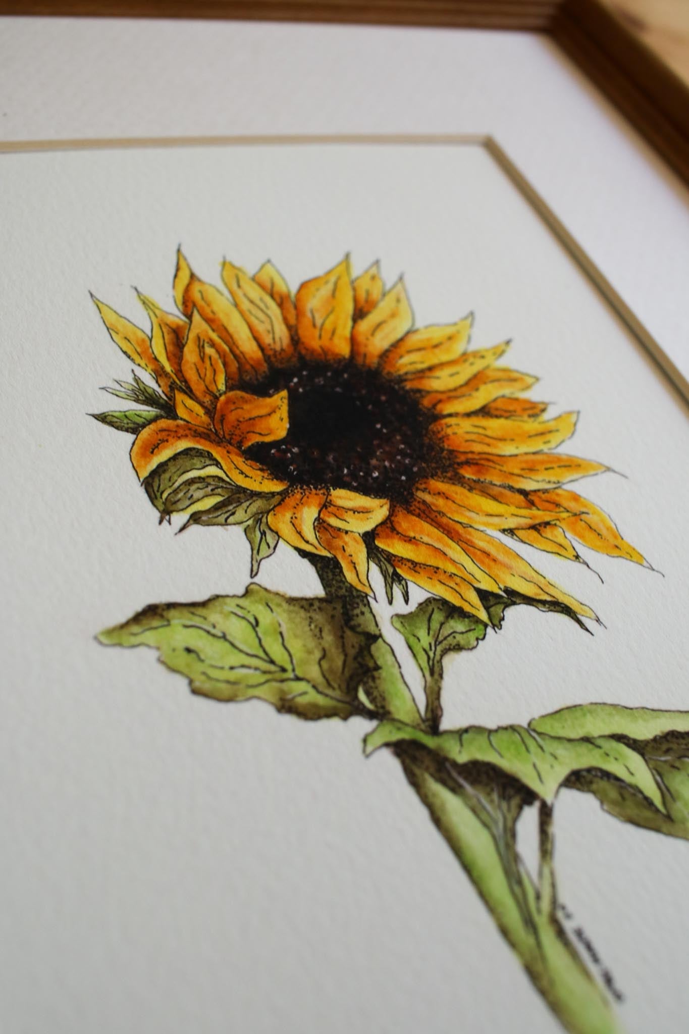 Sunflower
