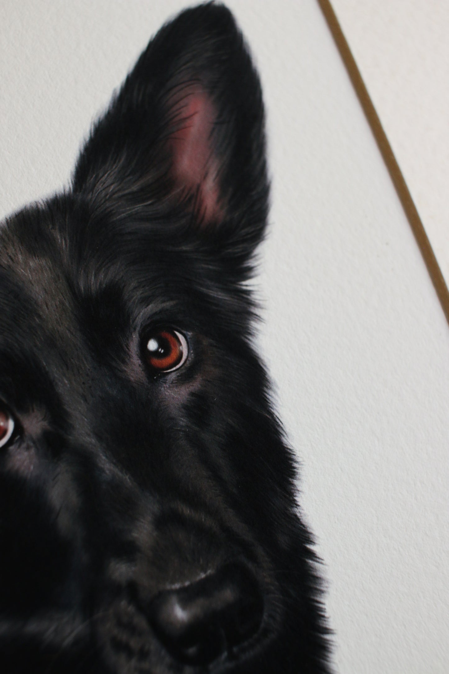 Pet Portrait - 8x10 Digital Painting