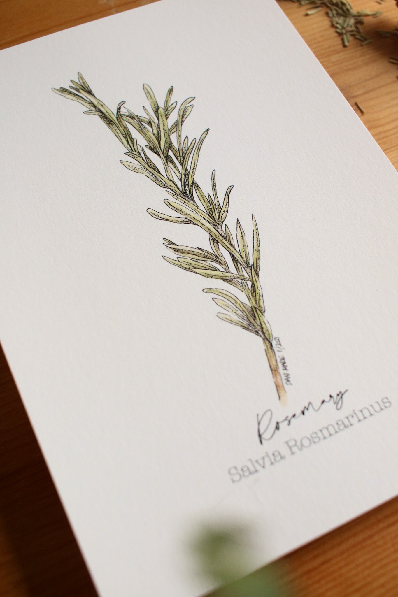 Rosemary