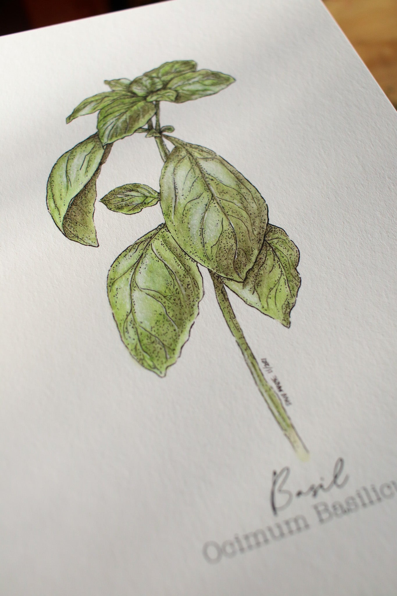 Basil