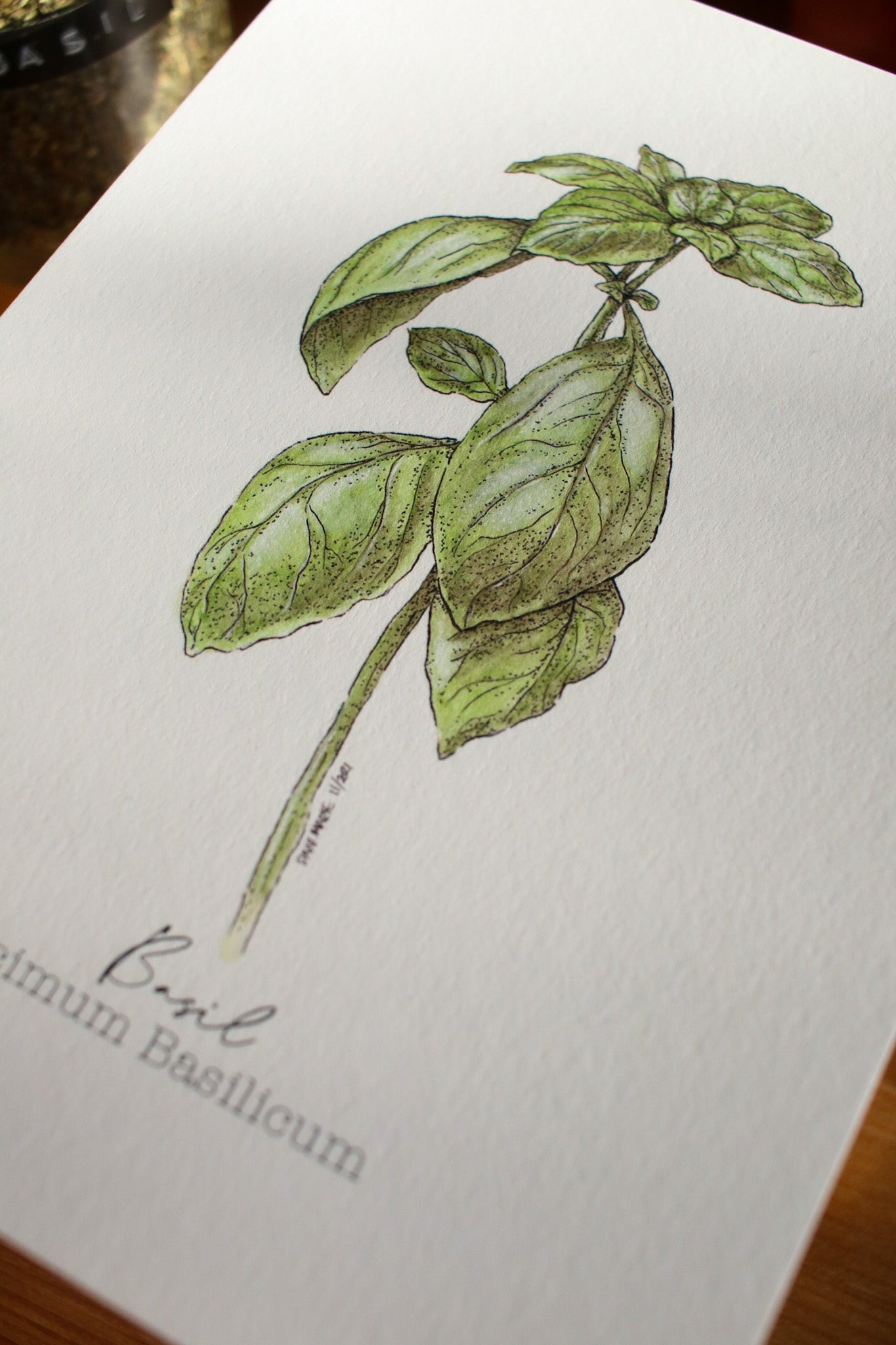 Basil