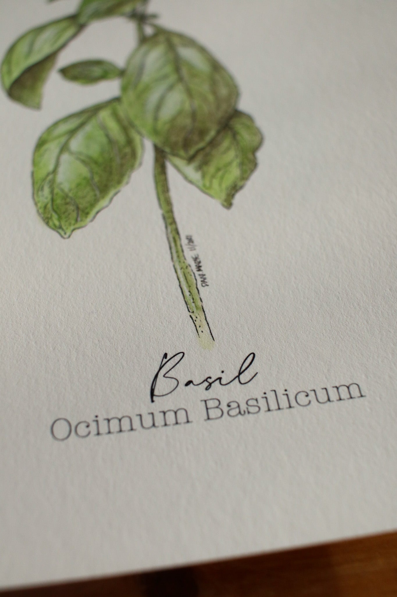 Basil
