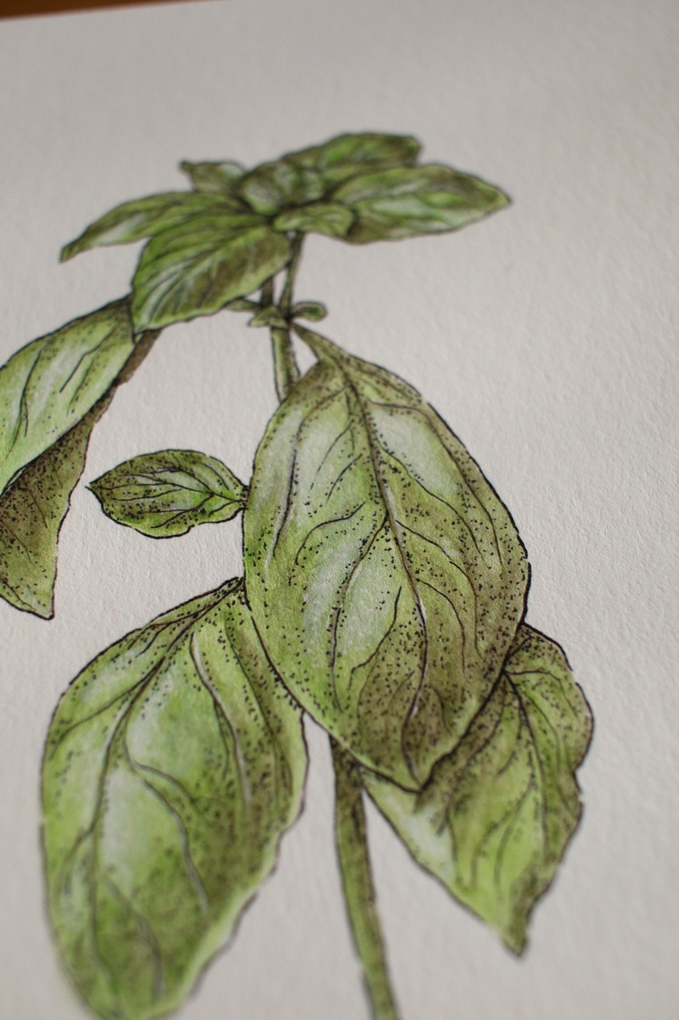 Basil