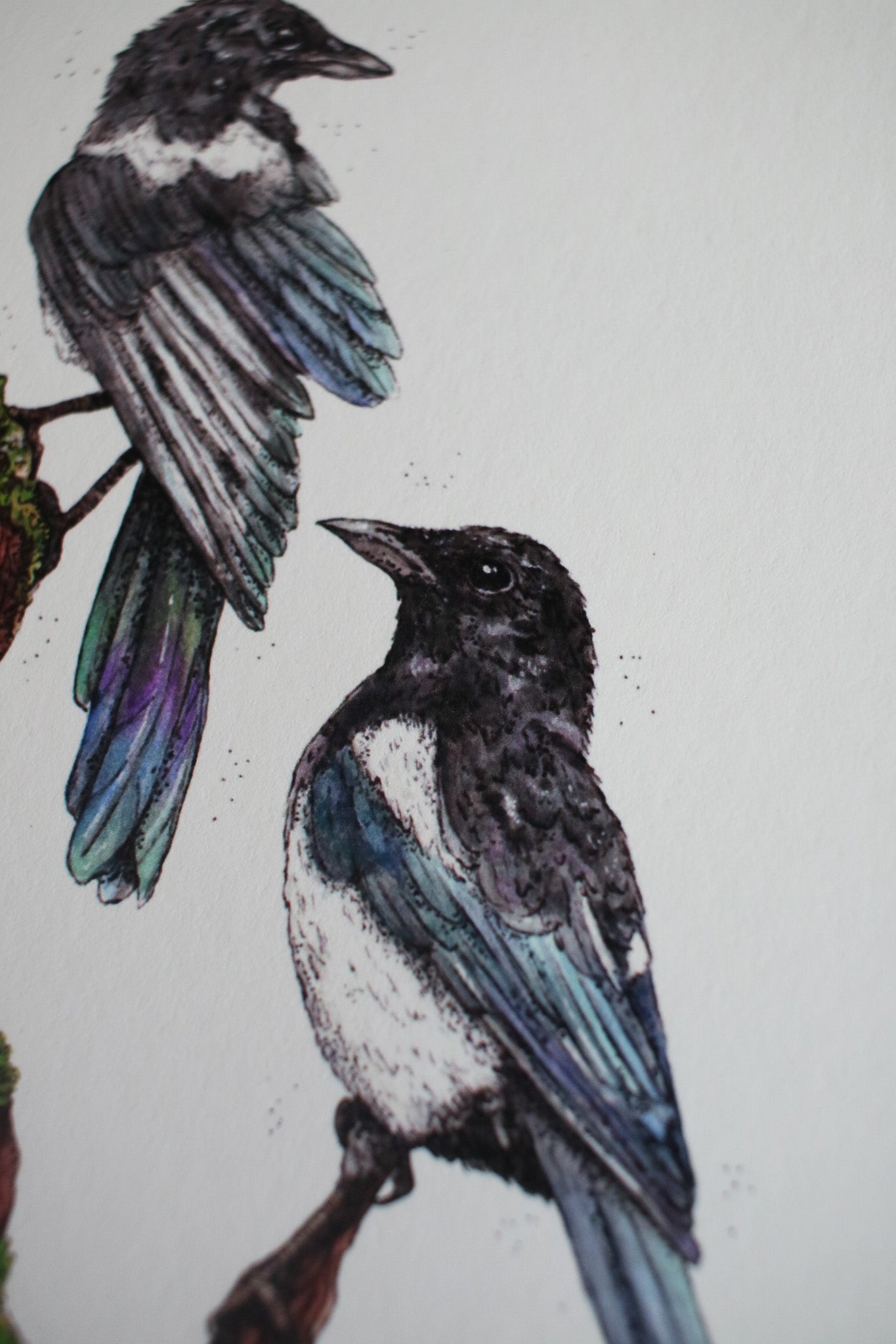 Magpies