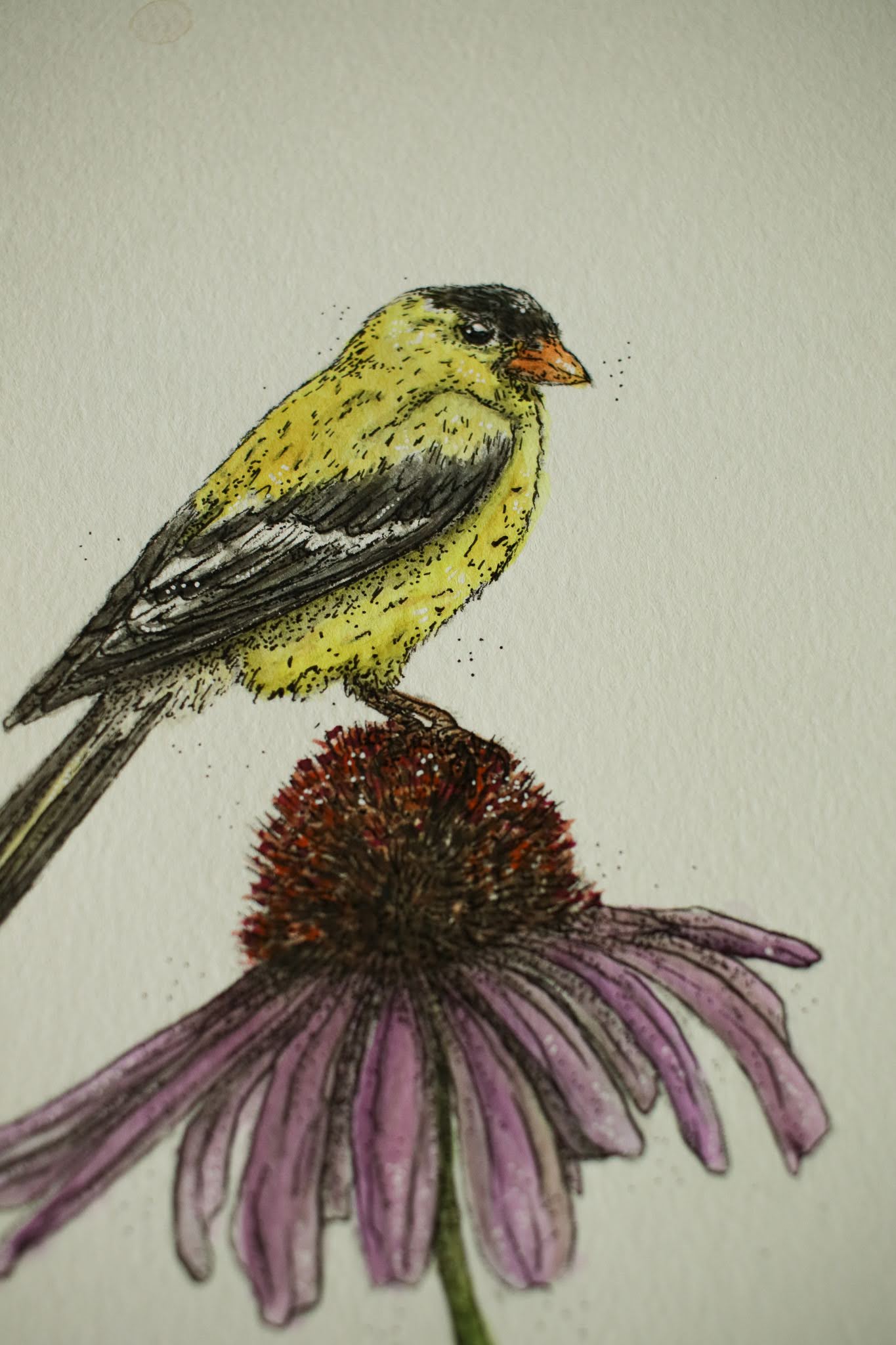 American Gold Finch - Original Watercolour Painting