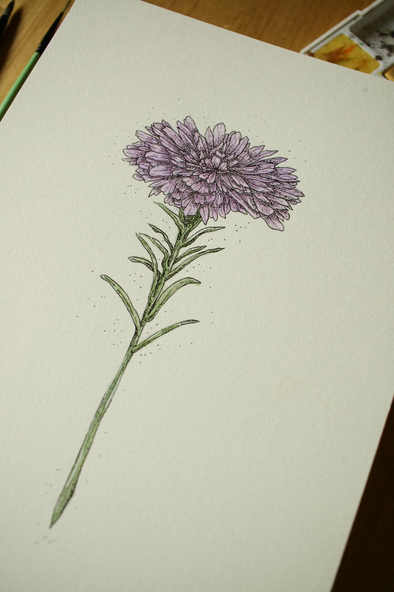 Aster - Original Watercolour Painting