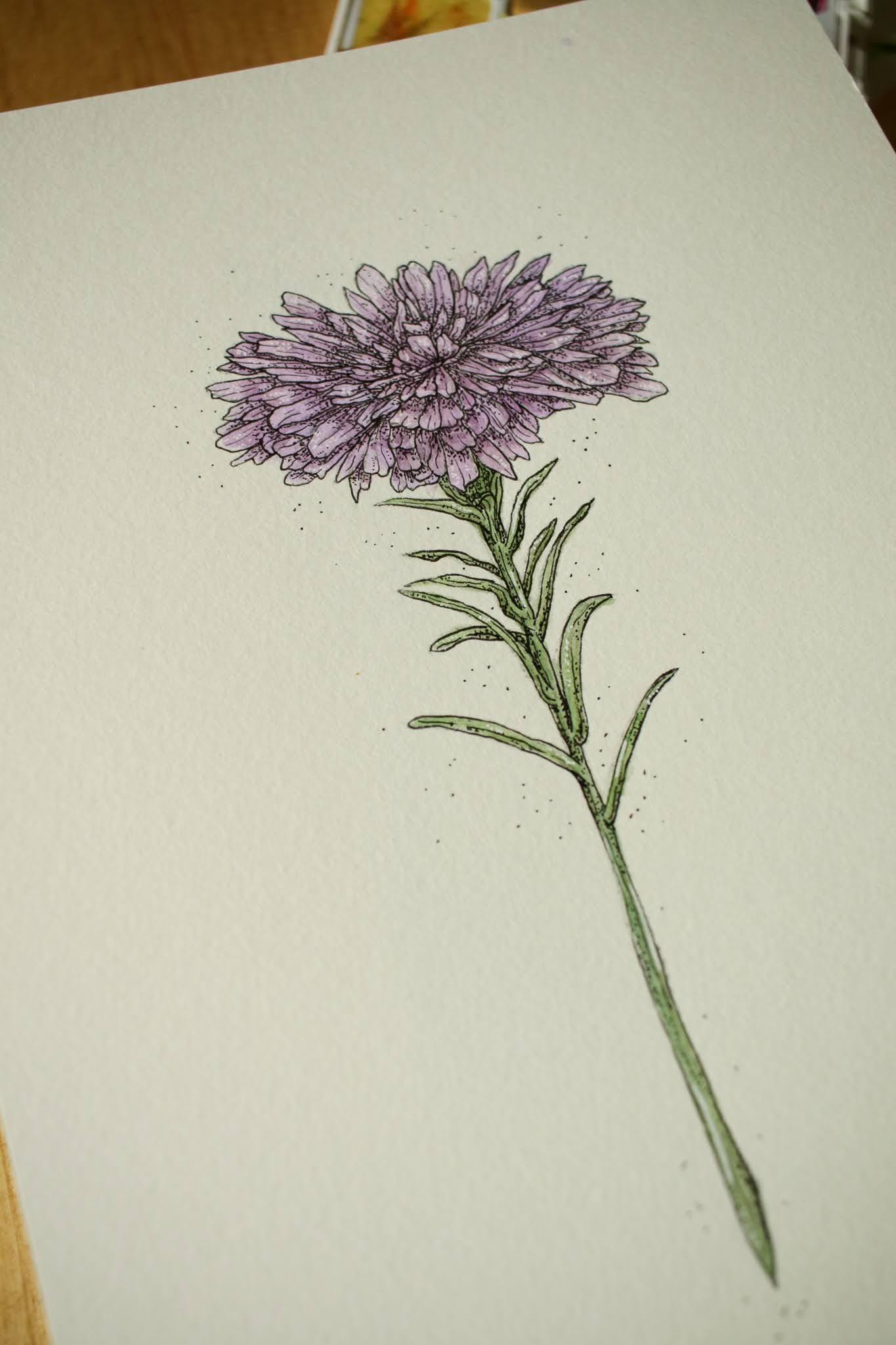 Aster - Original Watercolour Painting