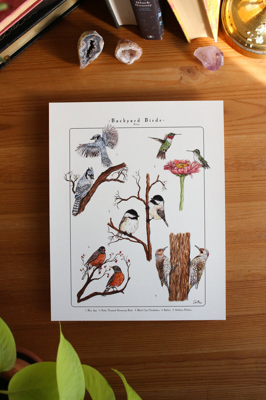 Backyard Birds Print - Infographic