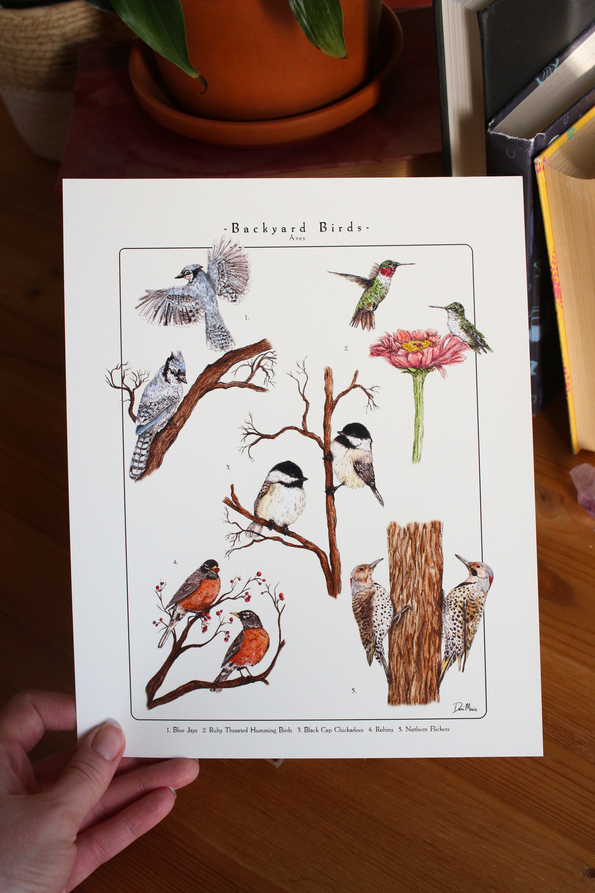 Backyard Birds Print - Infographic