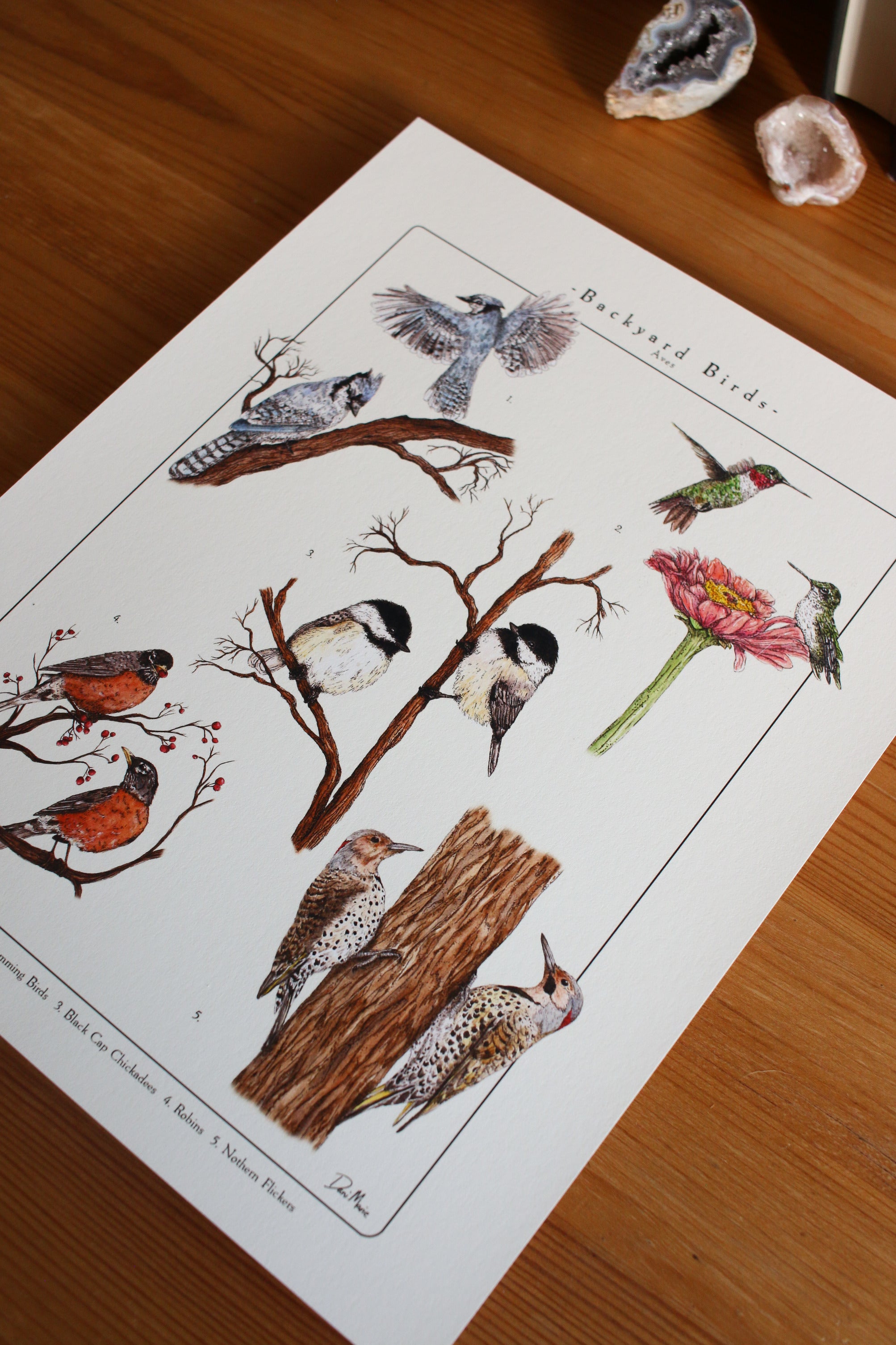 Backyard Birds Print - Infographic