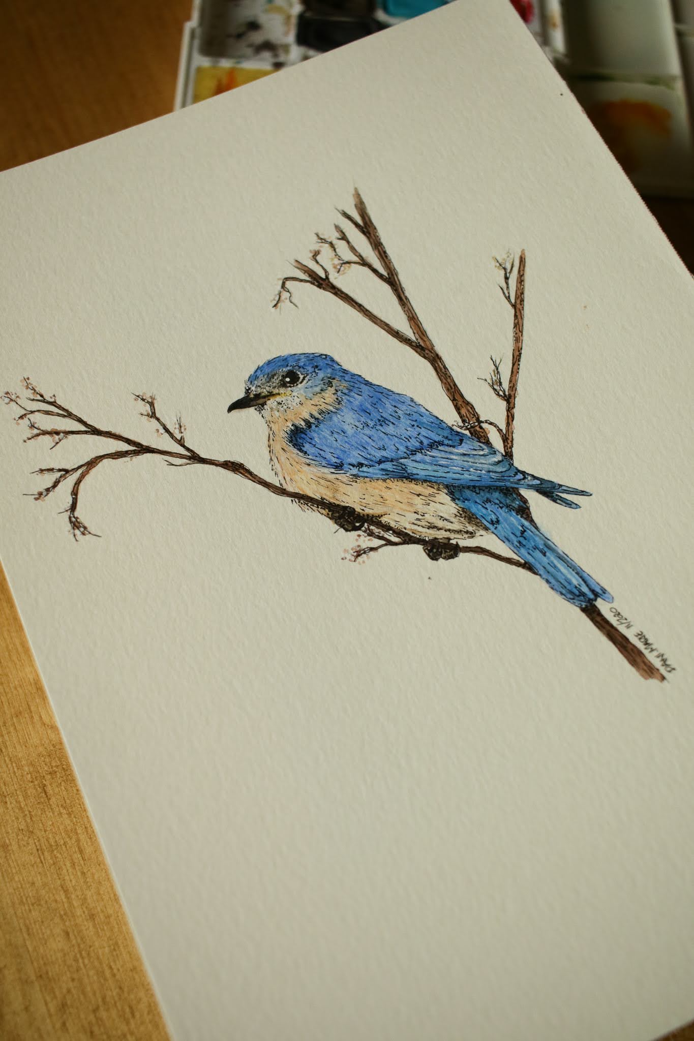 Blue Bird - Original Watercolour Painting