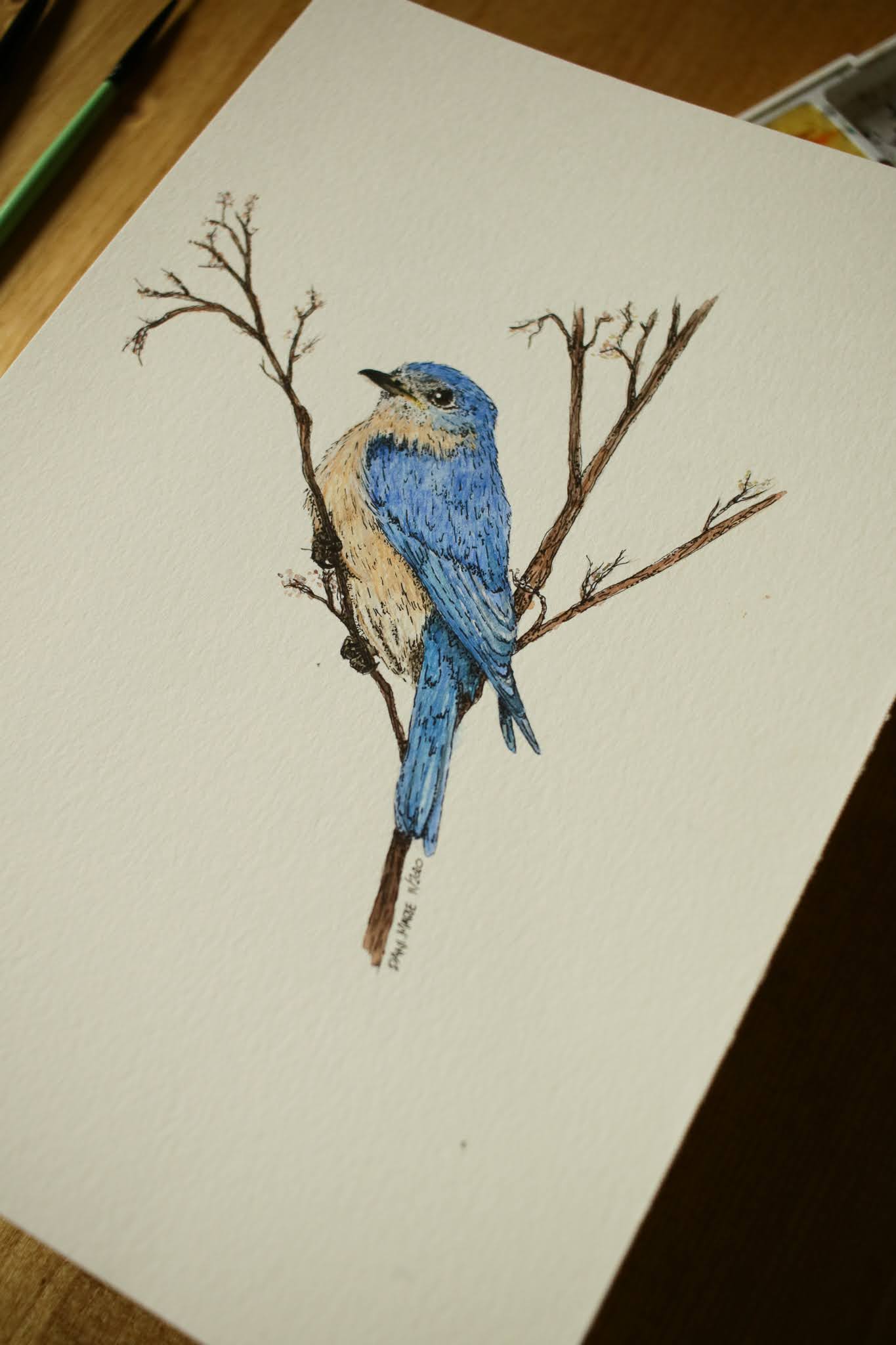 Blue Bird - Original Watercolour Painting