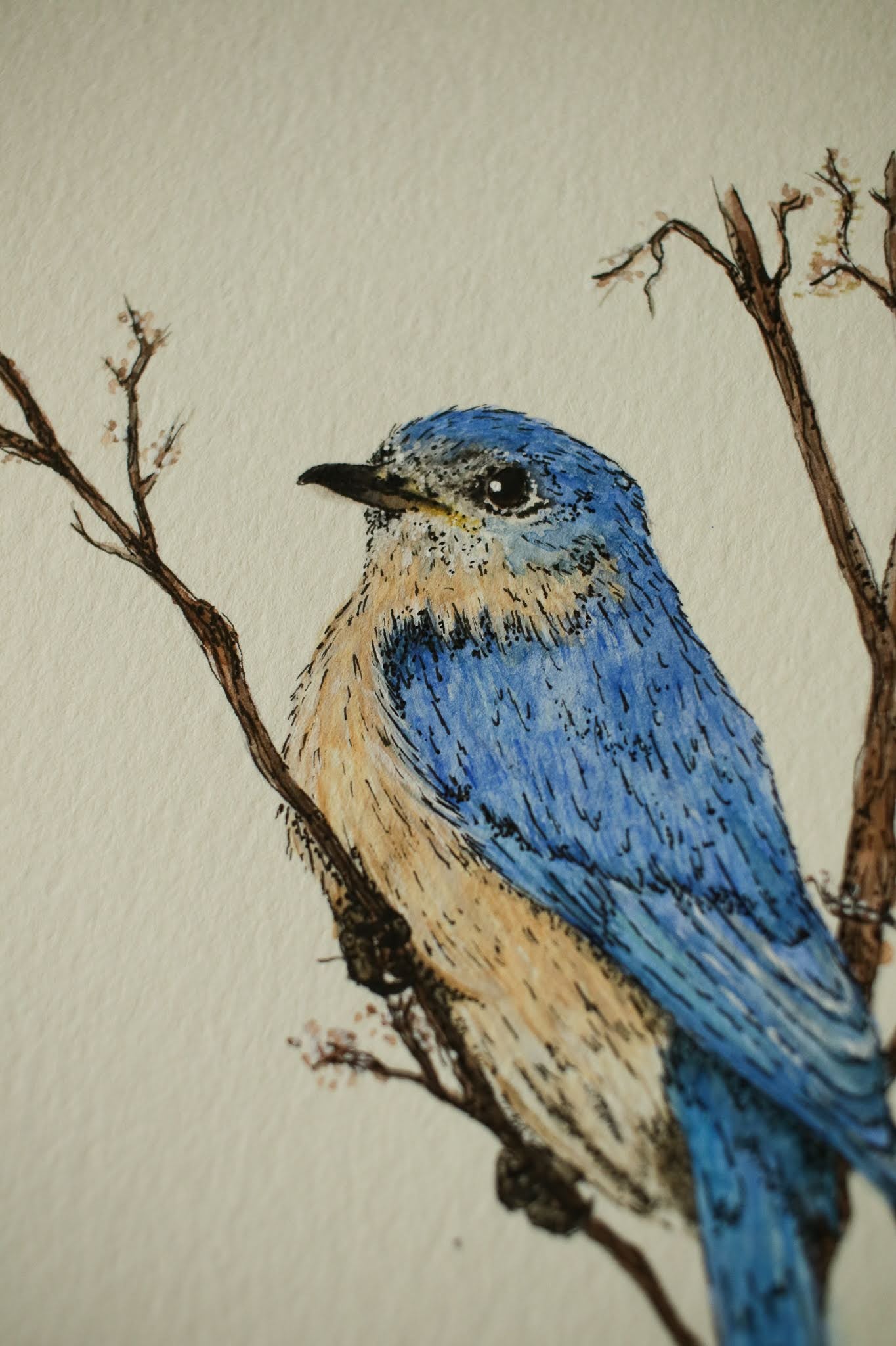 Blue Bird - Original Watercolour Painting