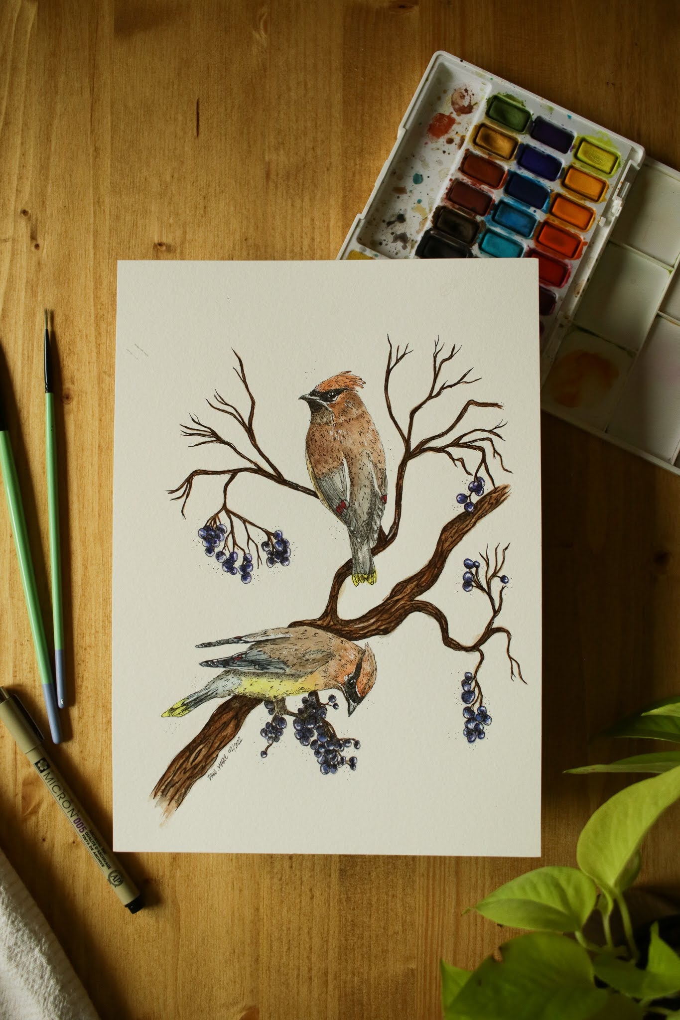 Cedar Waxwings - Original Watercolour Painting