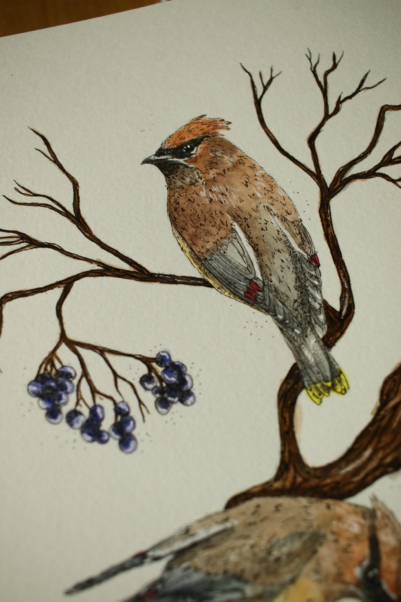 Cedar Waxwings - Original Watercolour Painting