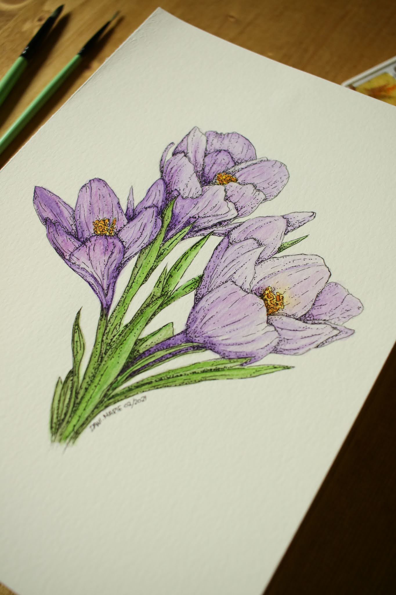 Crocus - Original Watercolour Painting