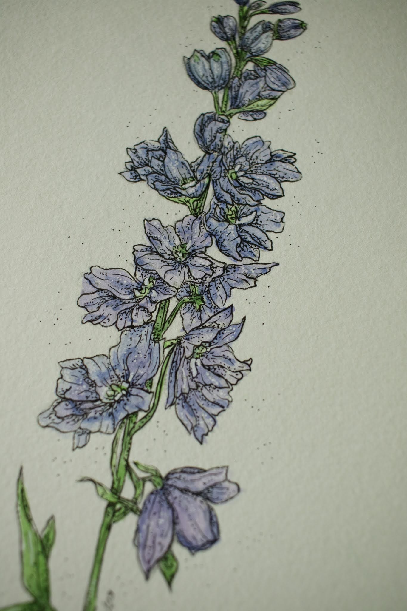 Delphinium - Original Watercolour Painting