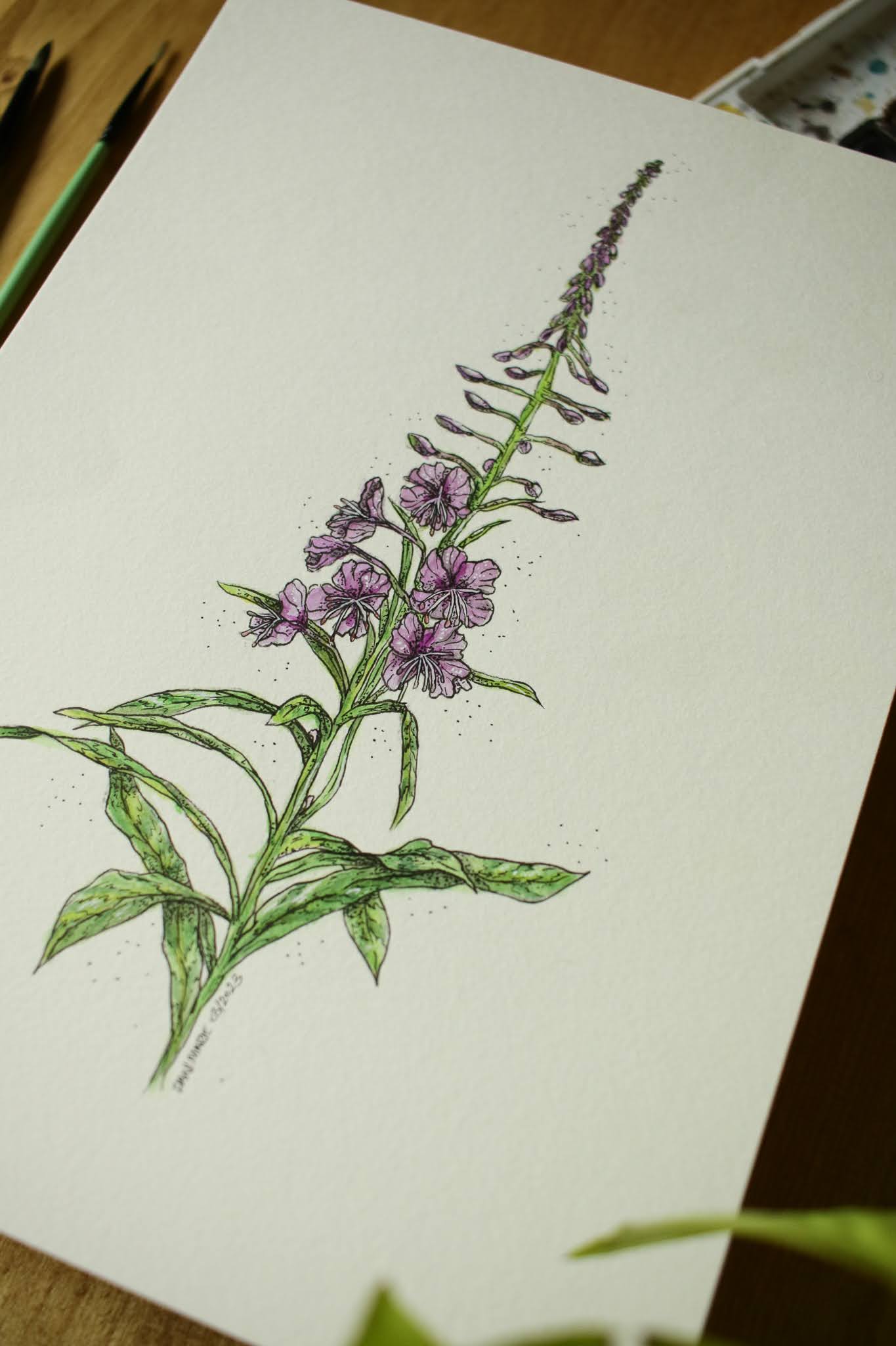 Fireweed - Original Watercolour Painting