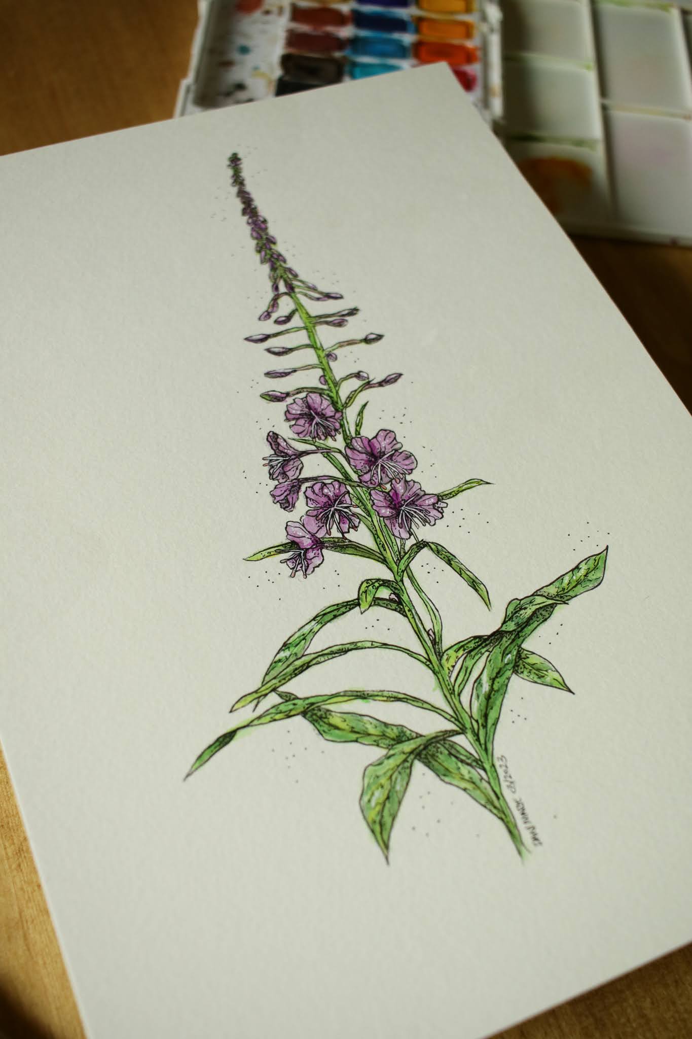 Fireweed - Original Watercolour Painting