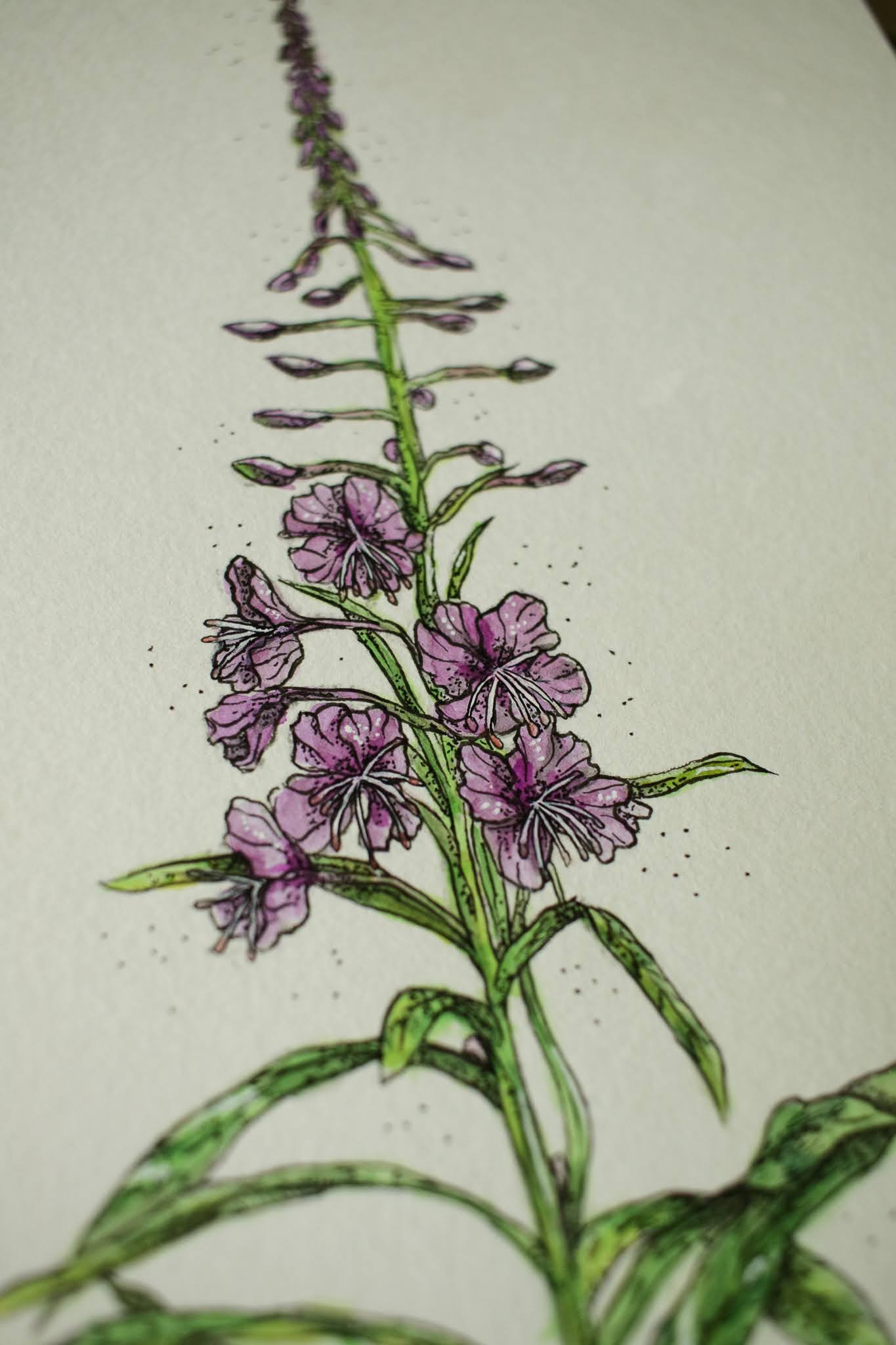 Fireweed - Original Watercolour Painting