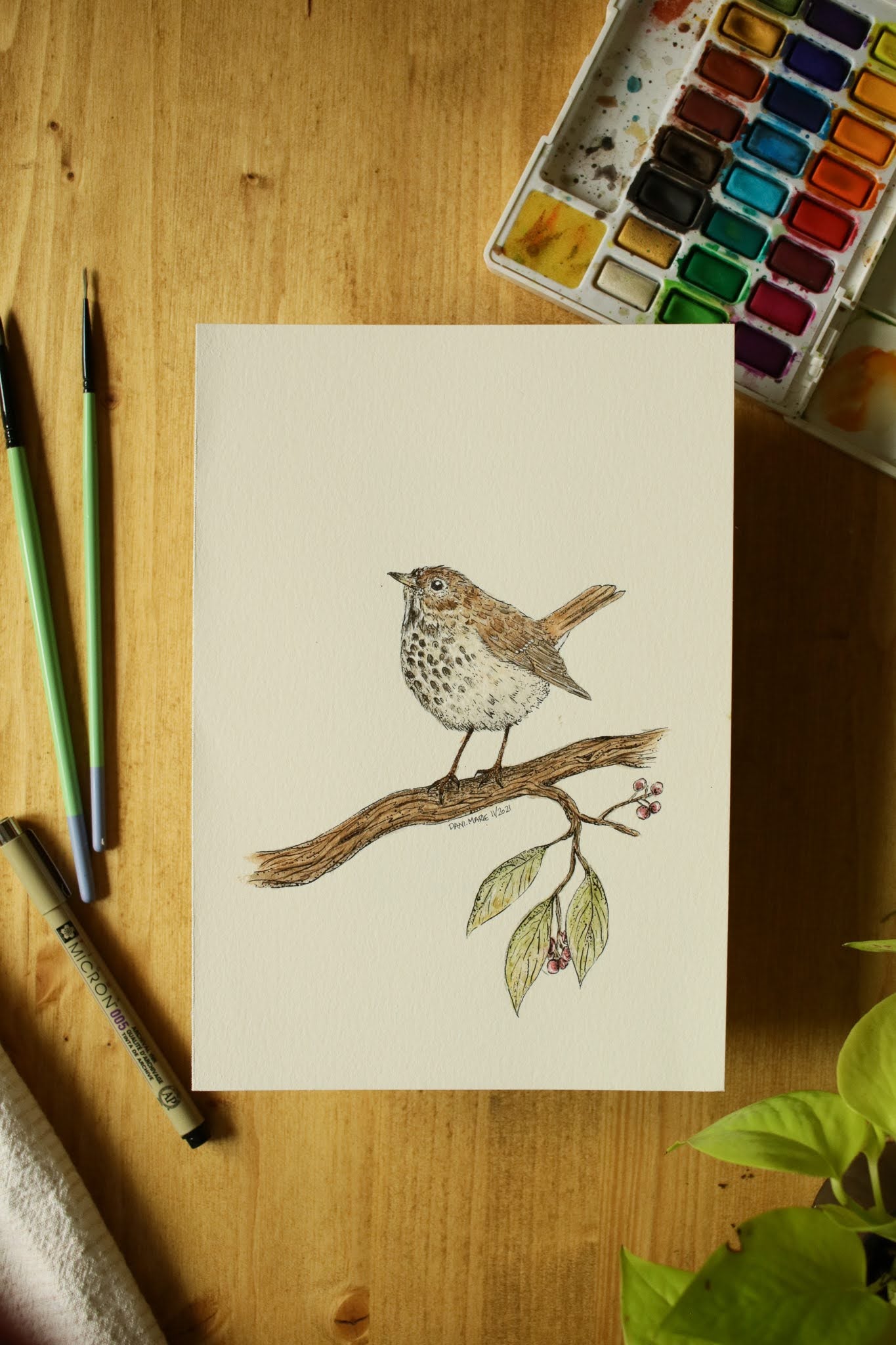 Hermit Thrush - Original Watercolour Painting