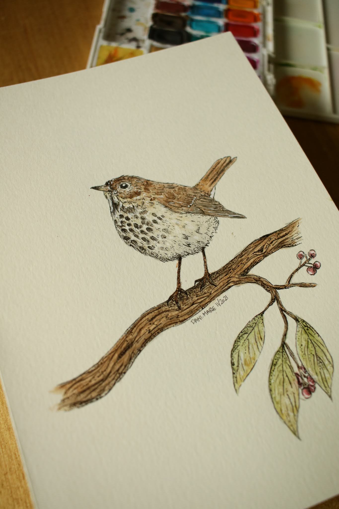 Hermit Thrush - Original Watercolour Painting