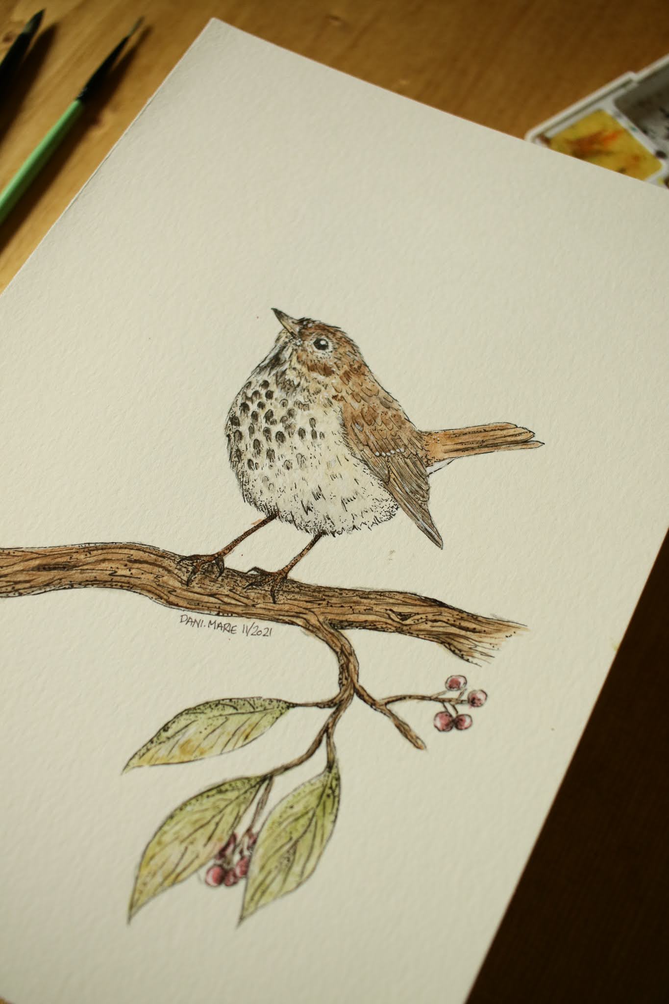 Hermit Thrush - Original Watercolour Painting